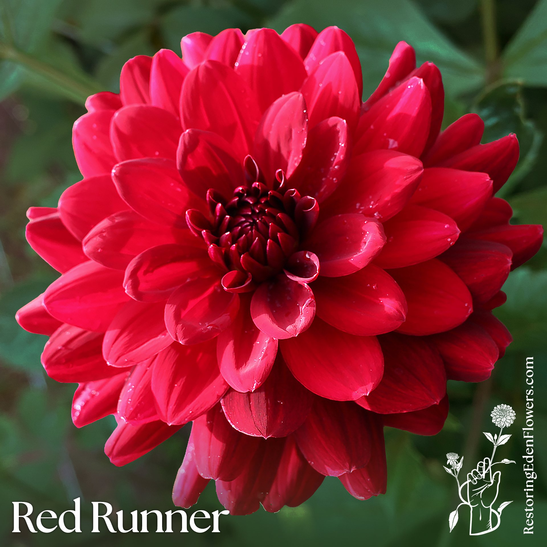 Red Runner