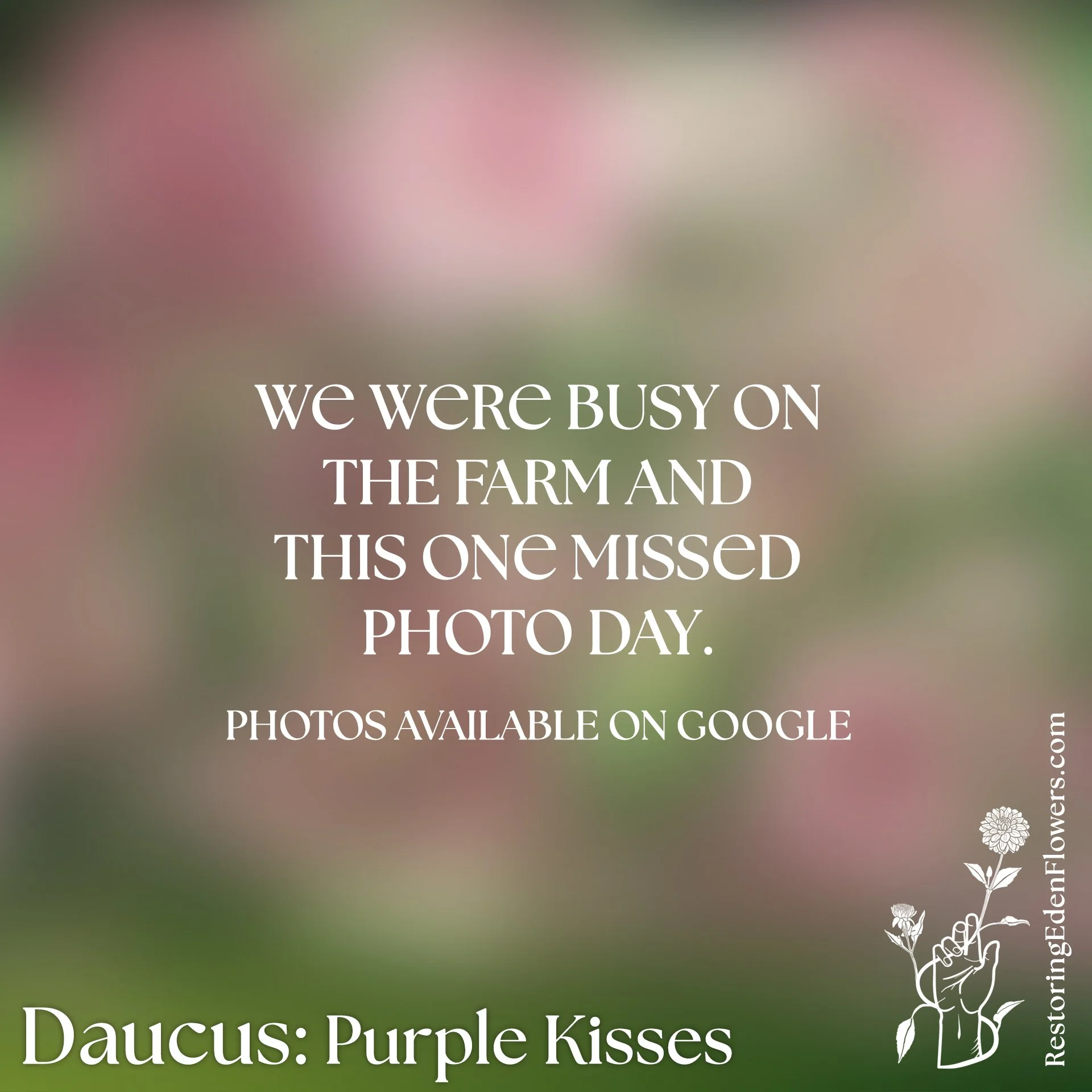 Daucus: Purple Kisses