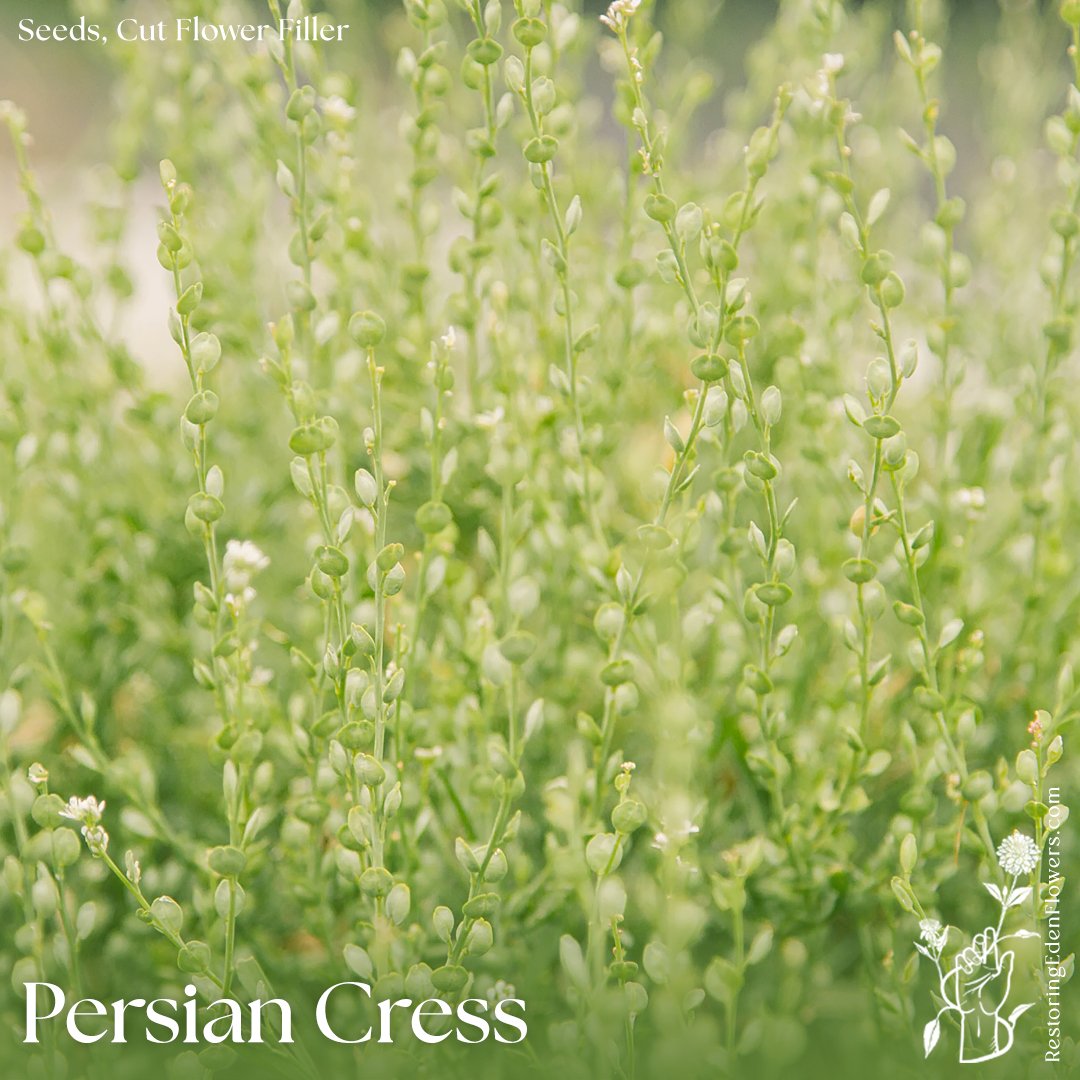 PersianCress.jpg