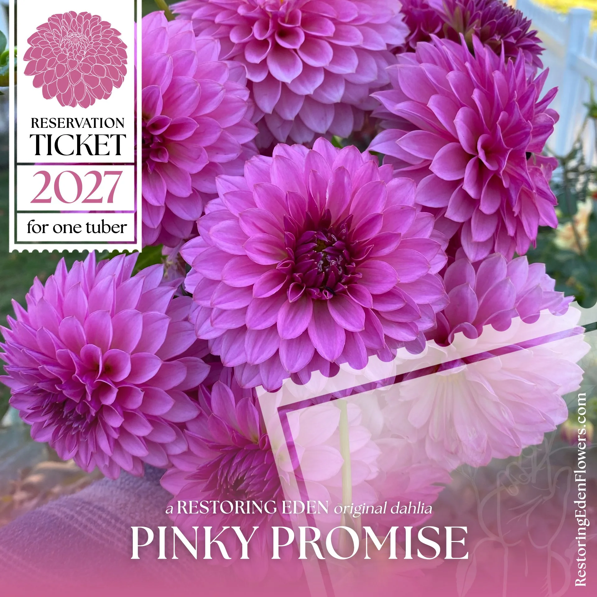 Ticket-PinkyPromis.jpg