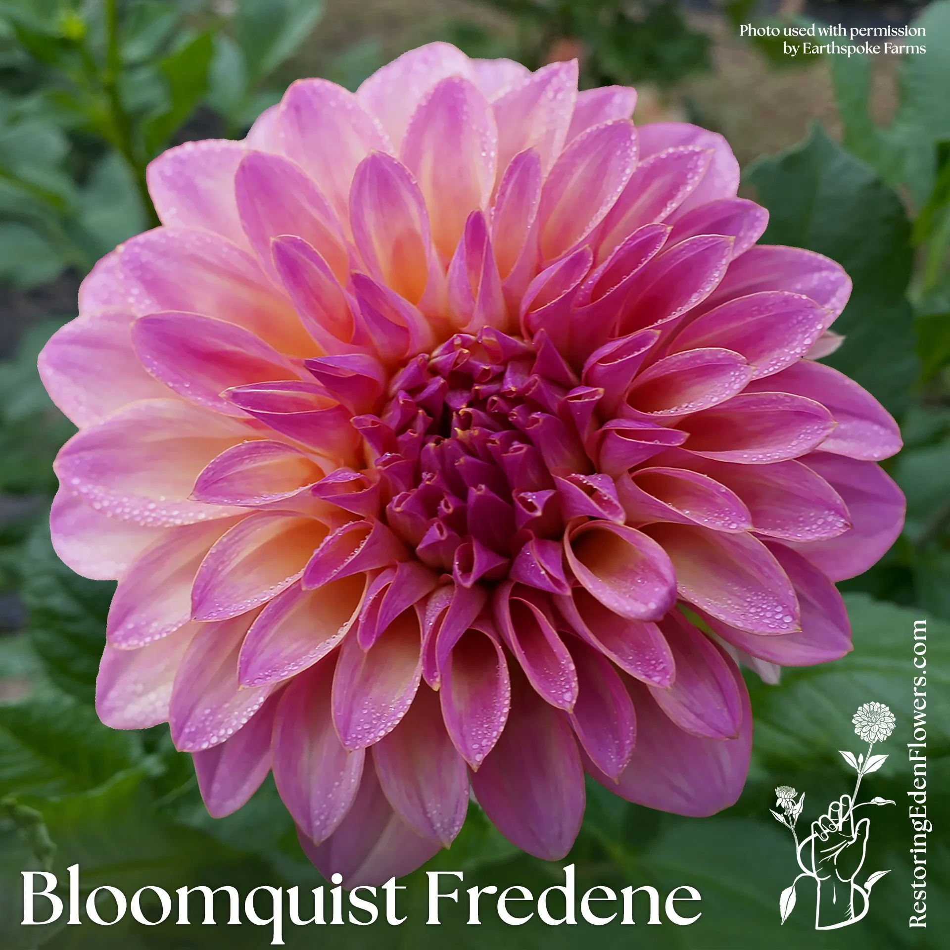 Bloomquist Fredene
