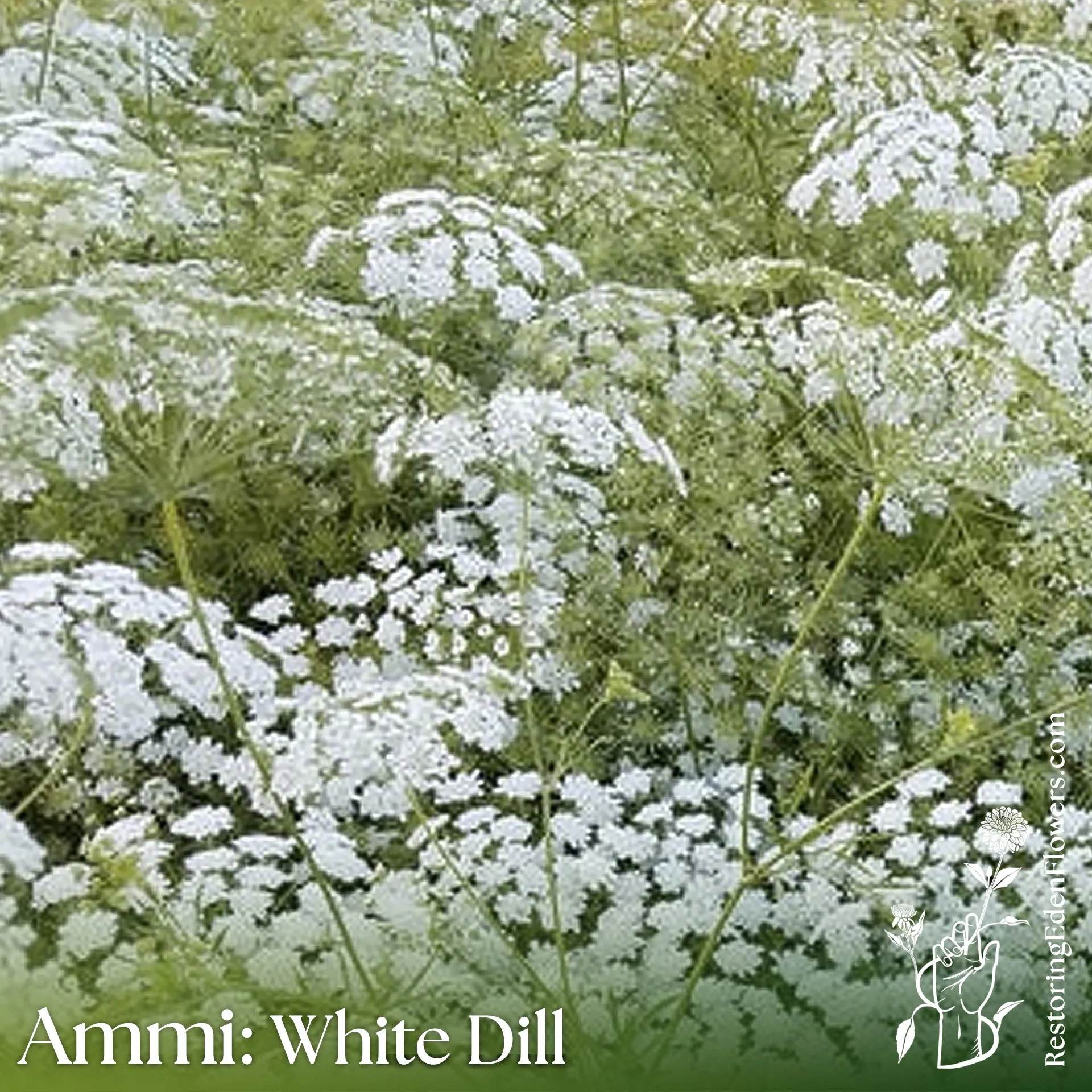 Ammi: White Dill