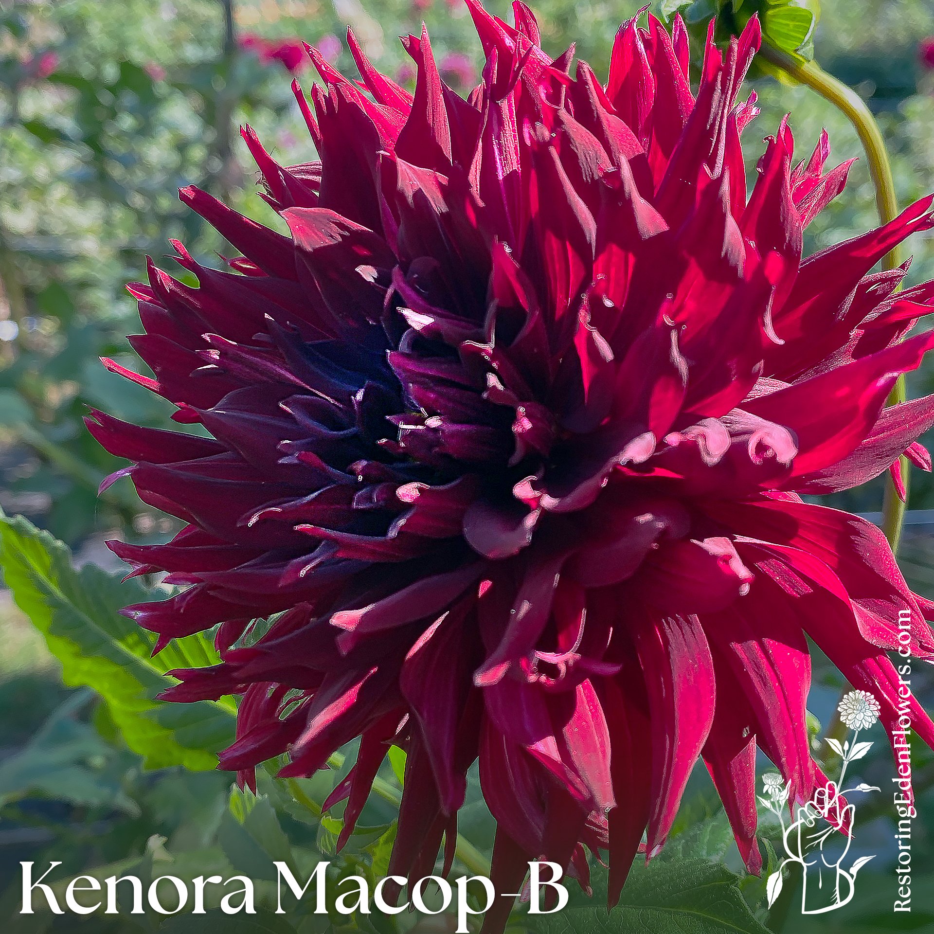 Kenora Macop-B