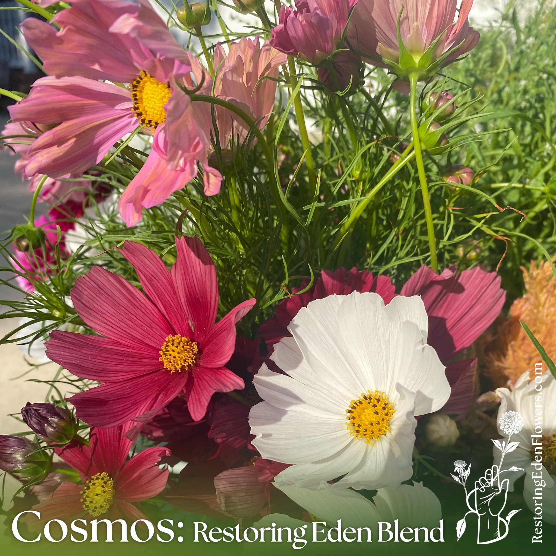 Cosmos: Restoring Eden Blend
