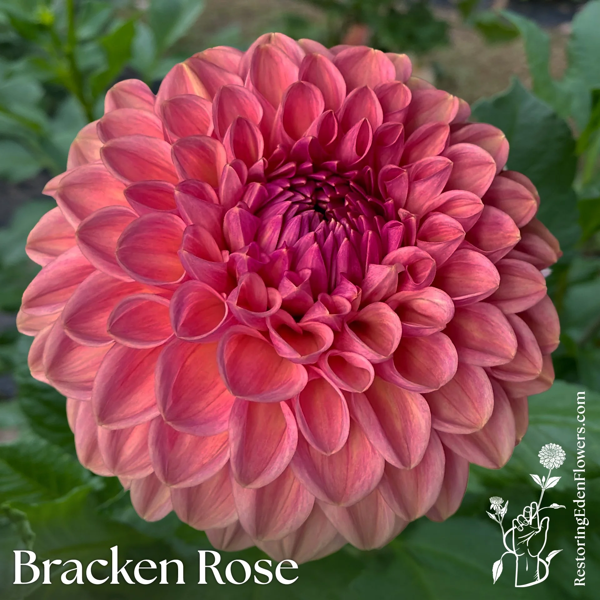 Bracken Rose (US)