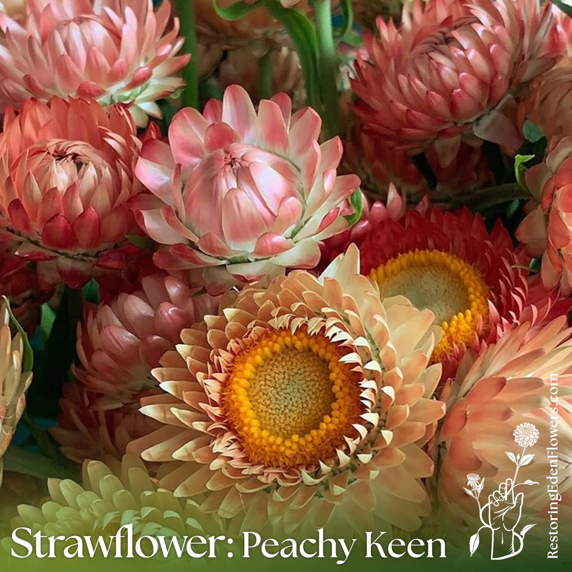 Strawflower: Peachy Keen