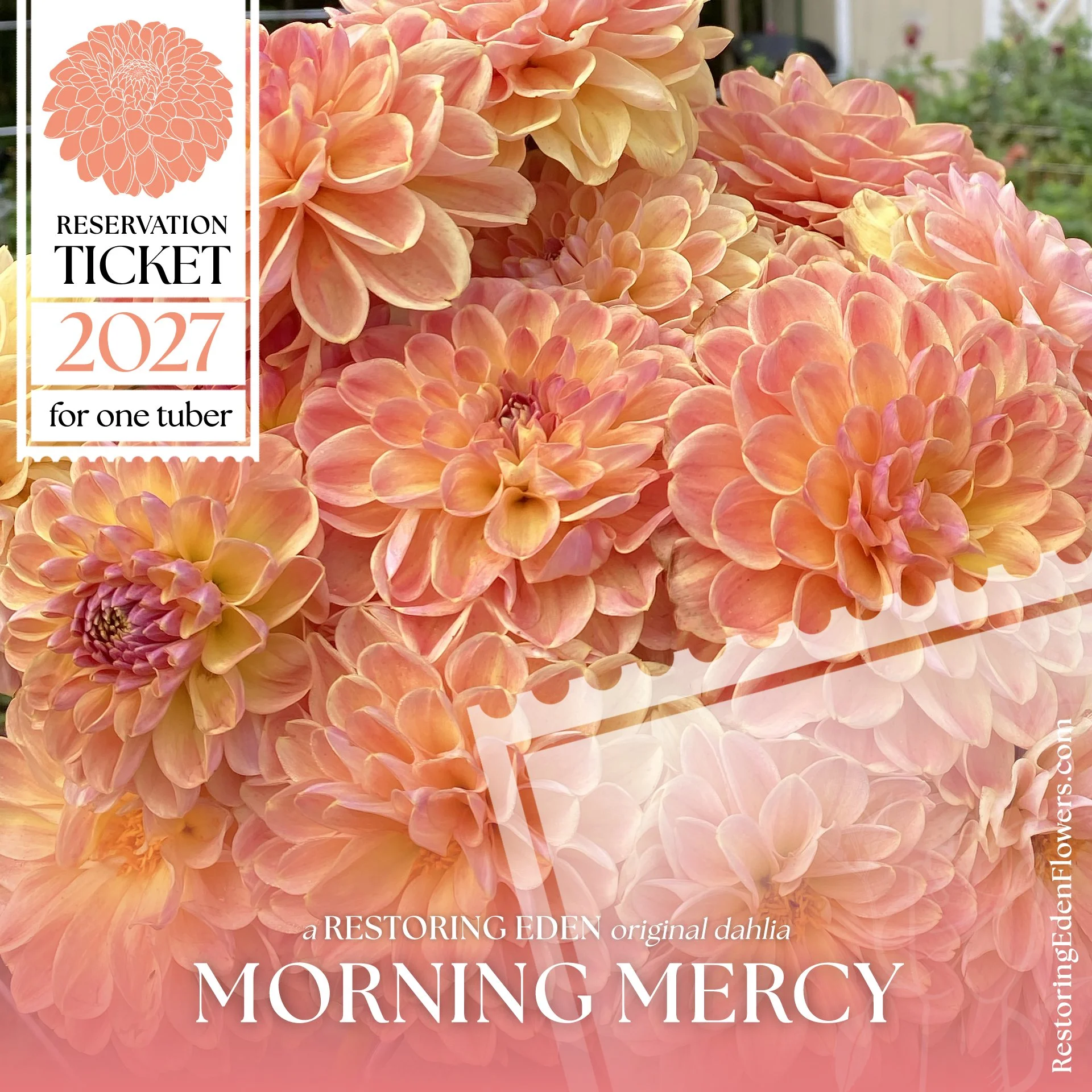 Morning Mercy (2027 Reservation Ticket)