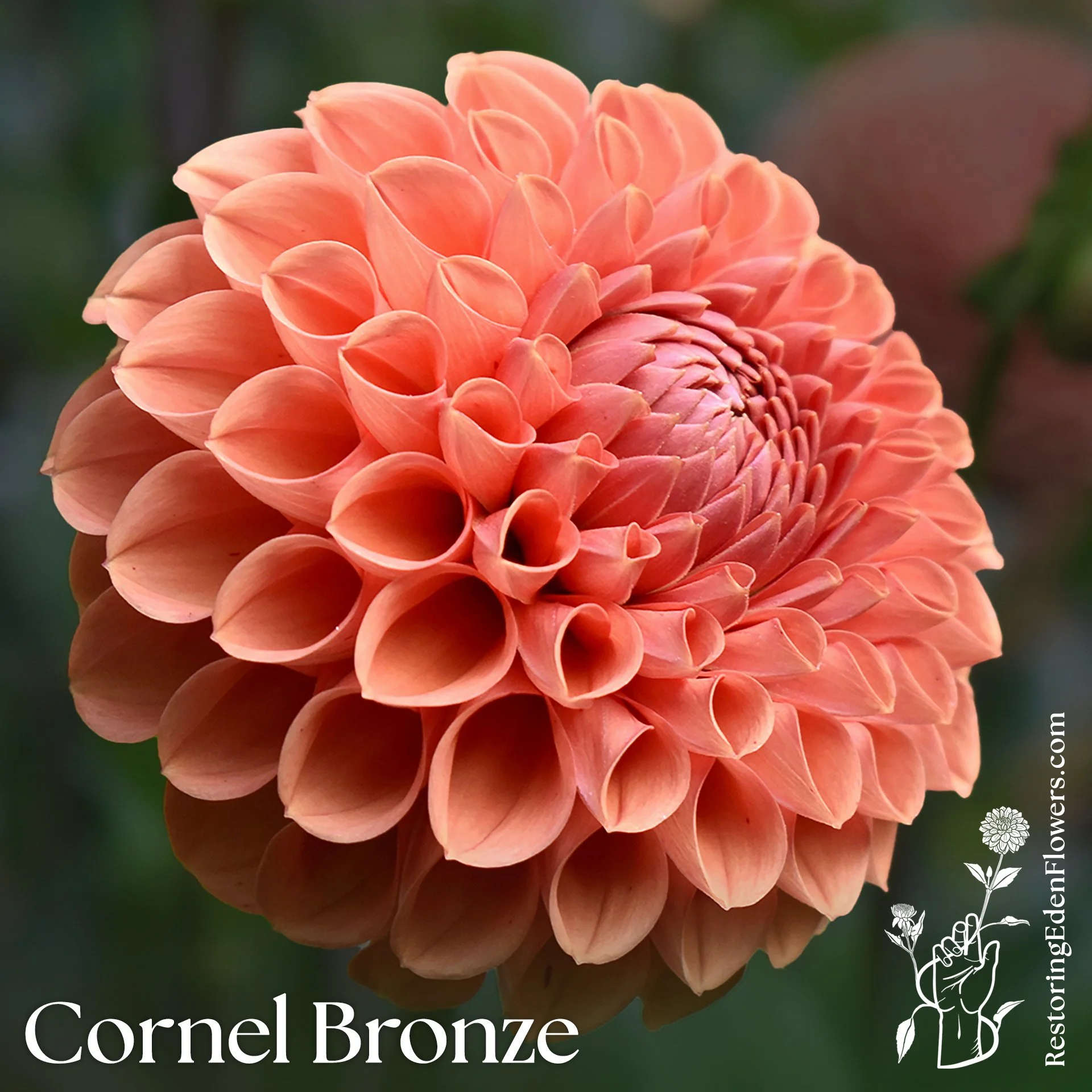 Cornel Bronze