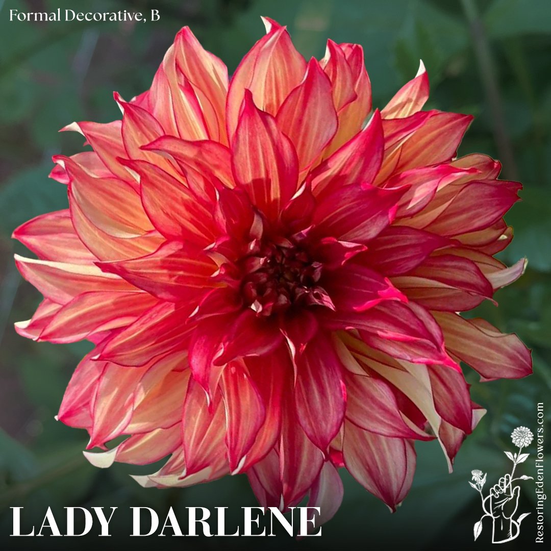 LadyDarlene.jpg