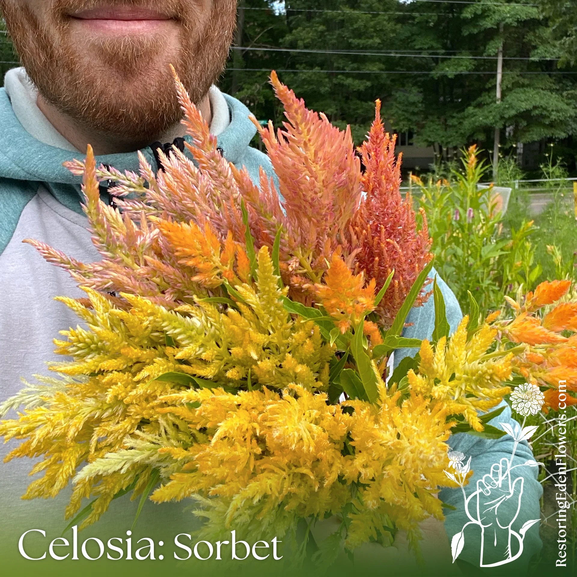 Celosia-Sorbetto1.jpg