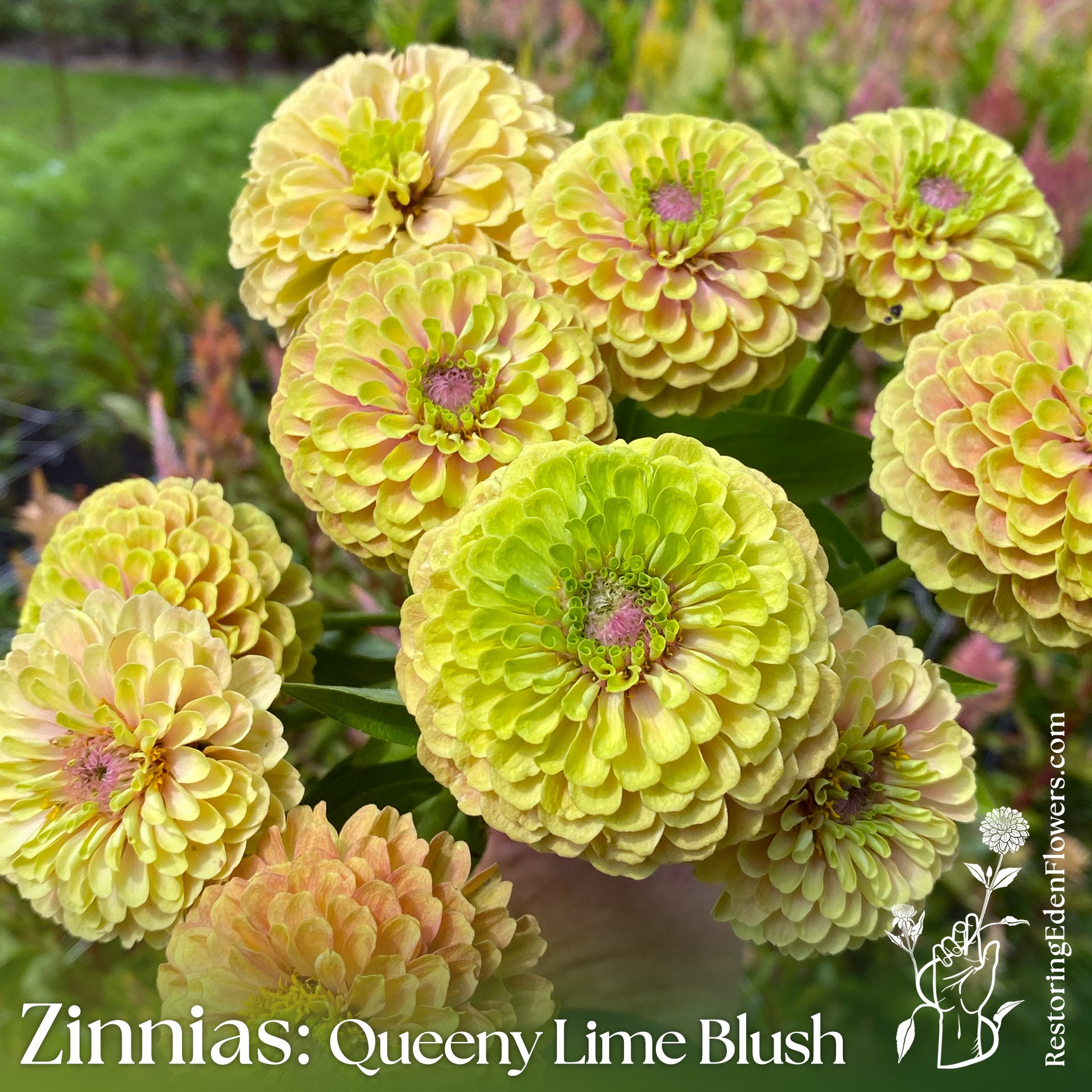 Zinnias: Queeny Lime Blush
