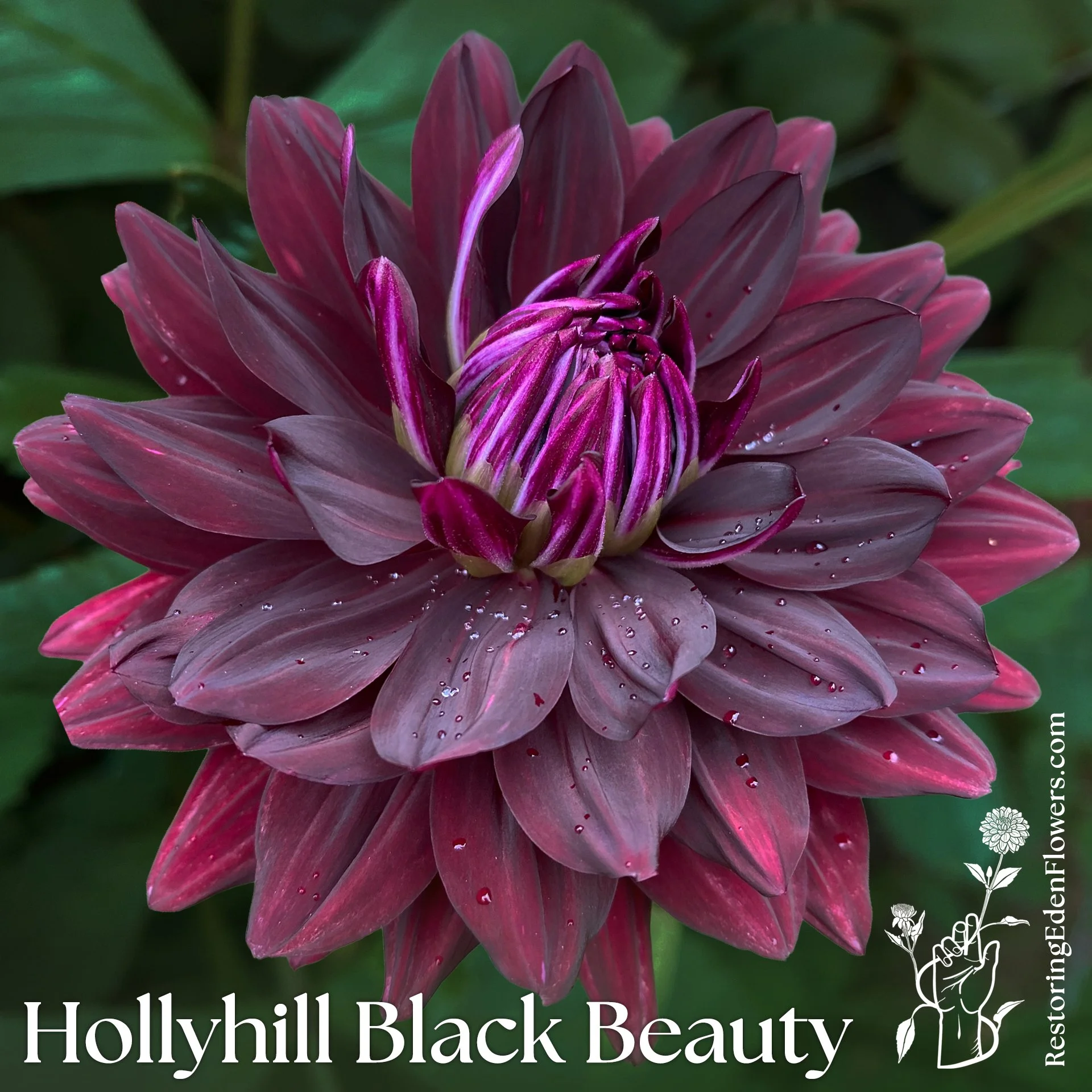 Hollyhill Black Beauty