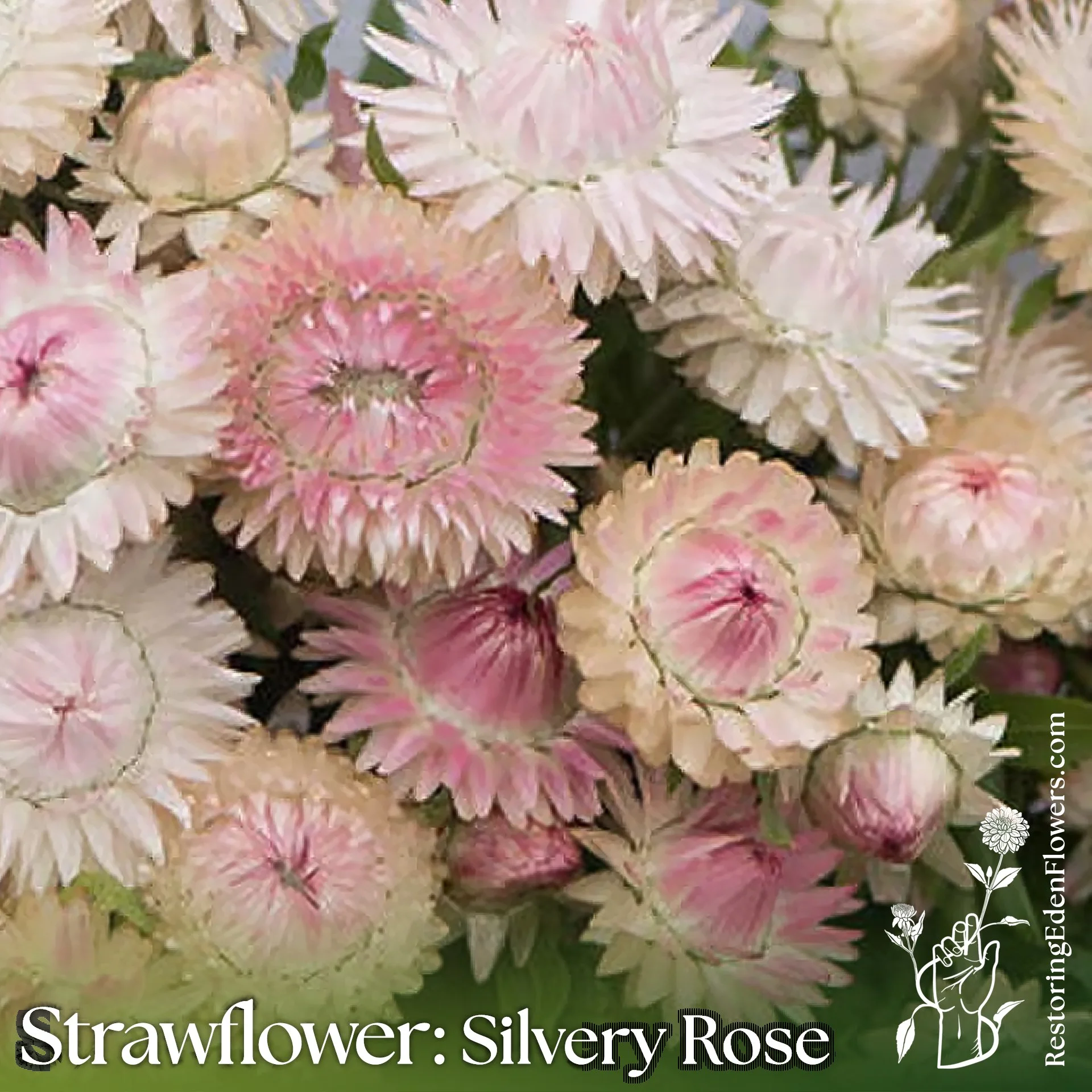 Strawflower: Silvery Rose