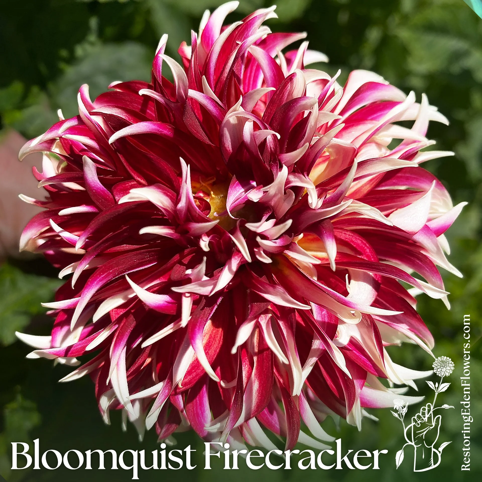 Bloomquist Firecracker