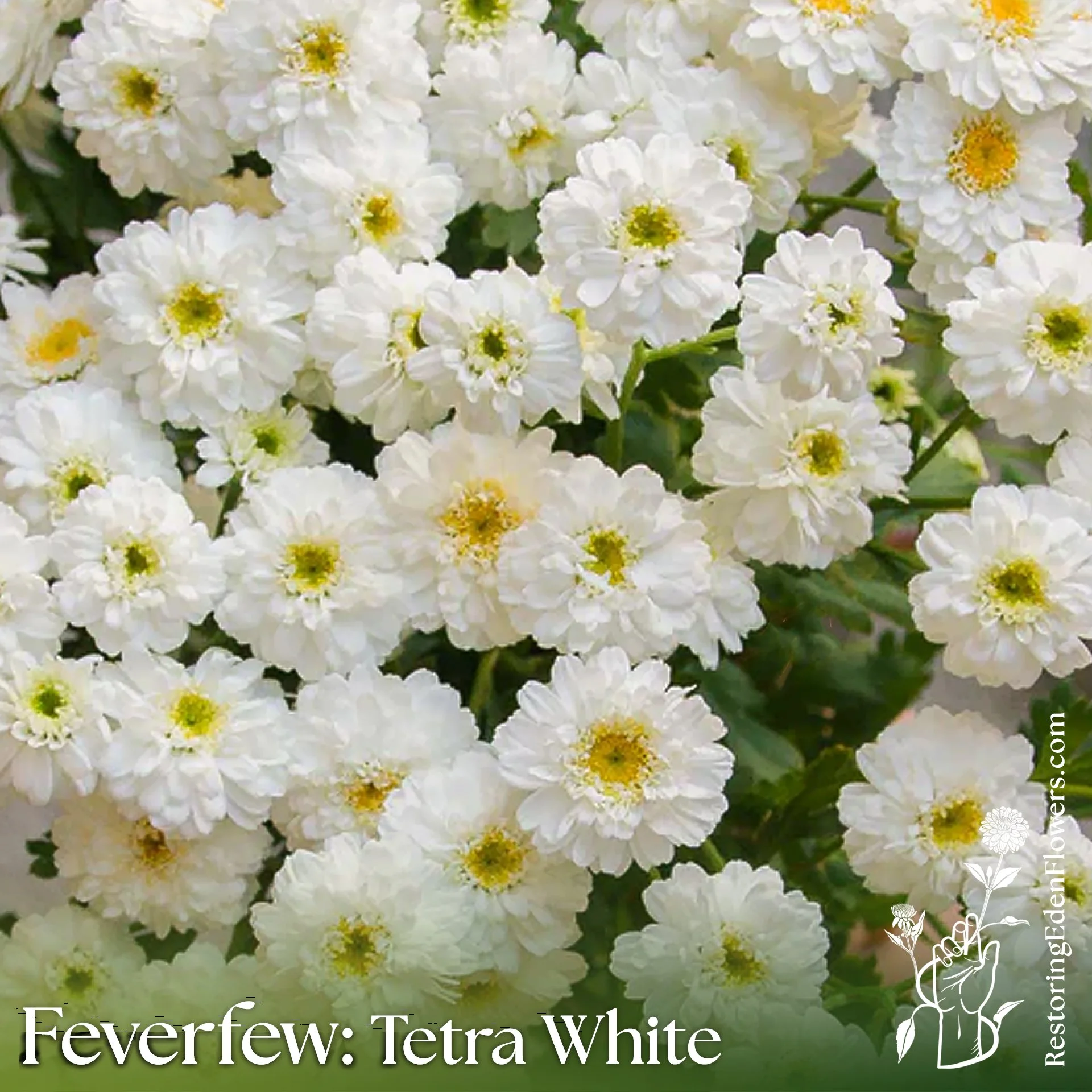 Feverfew: Tetra White