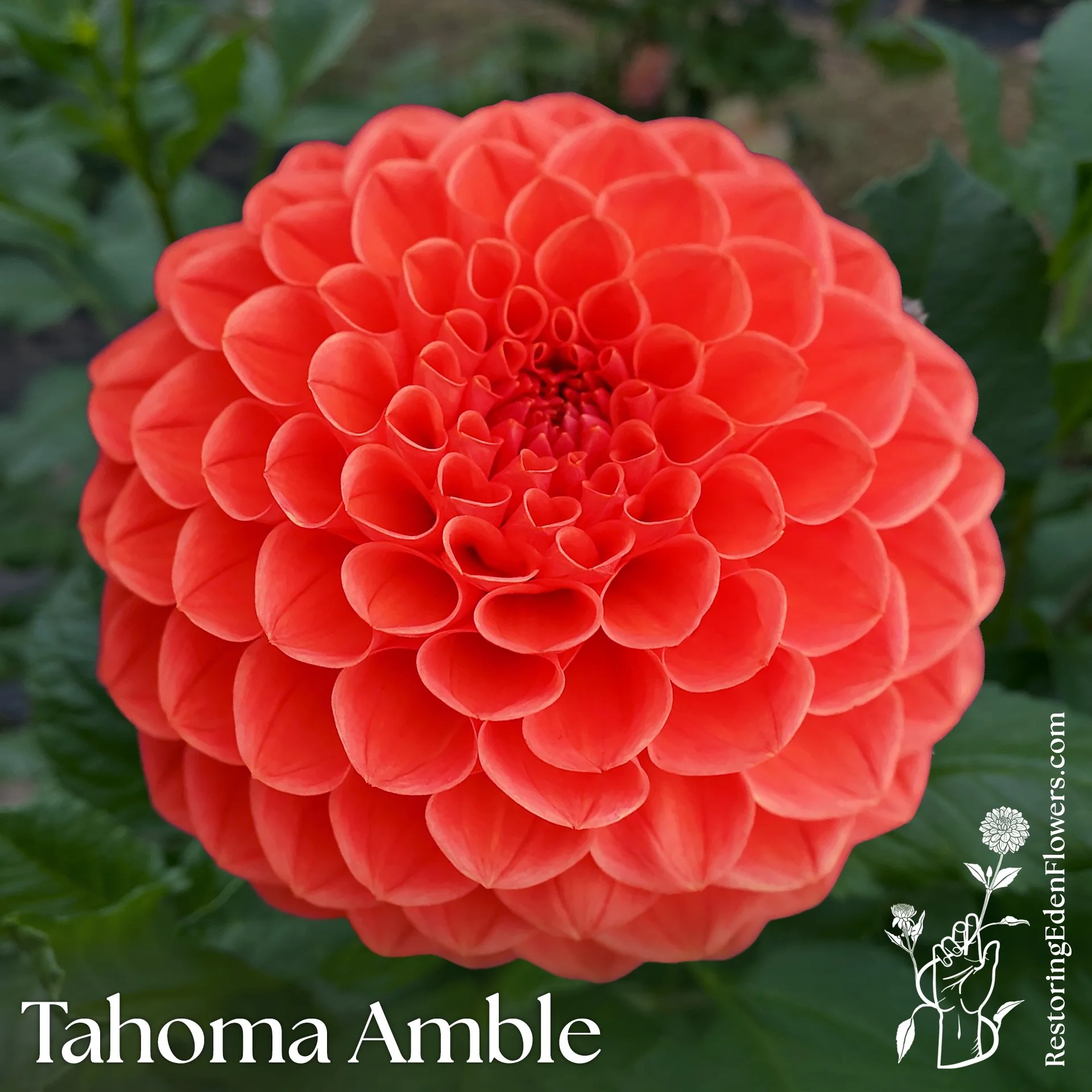 Tahoma Amble