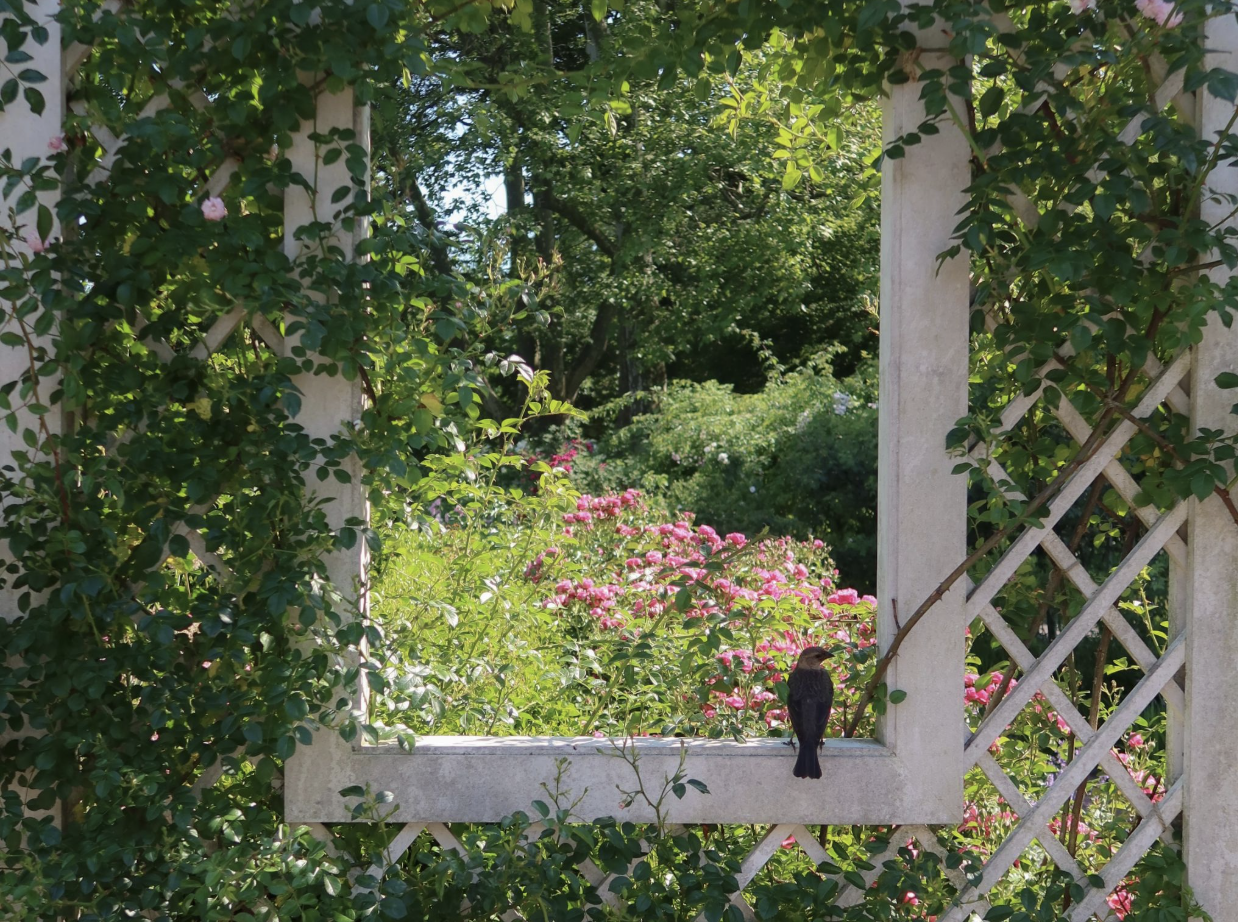 Surrounded by Green: What Nature Does for the Brain and Body