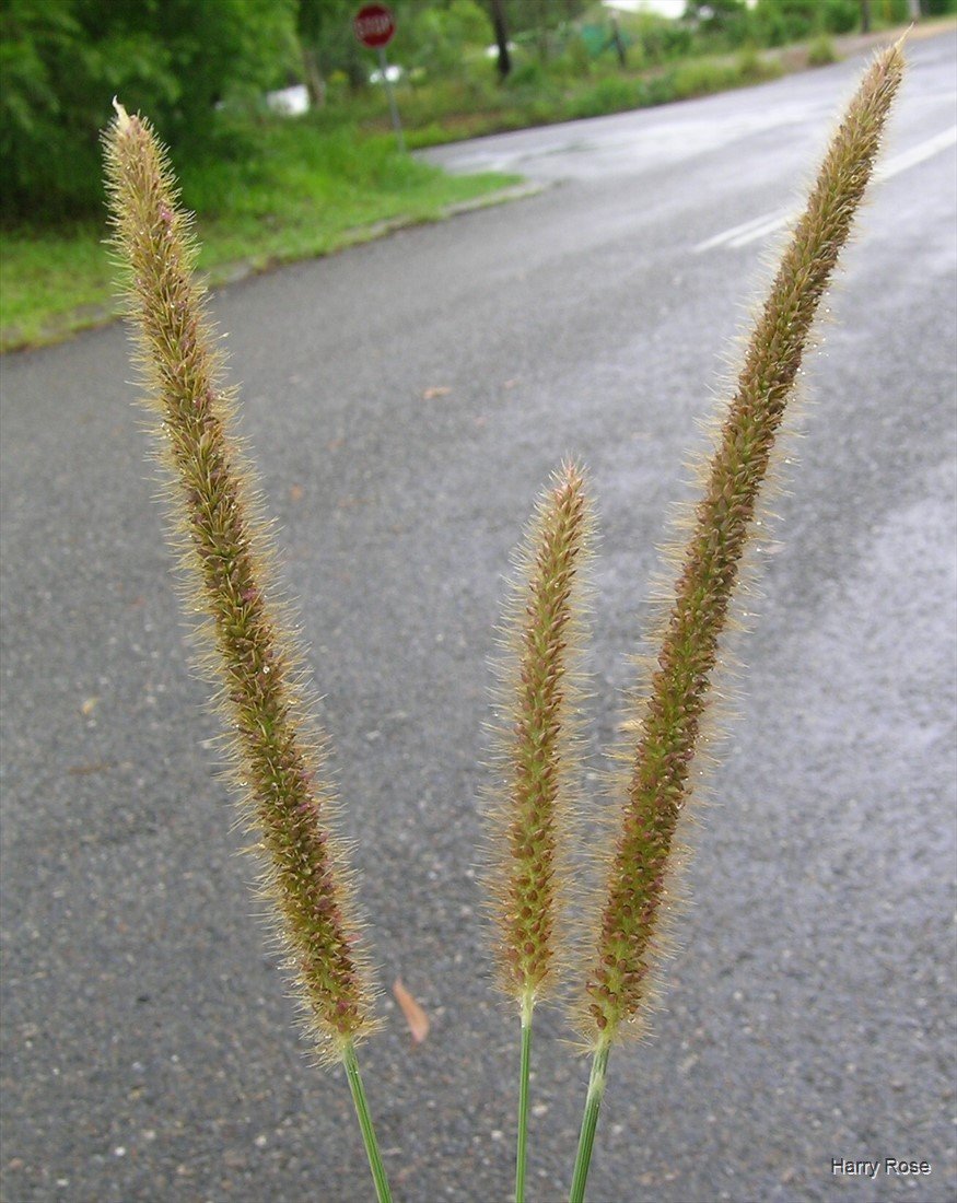 Setaria Sphacelata or Golden Millet