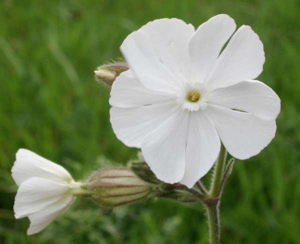 Silene or Cape Campion