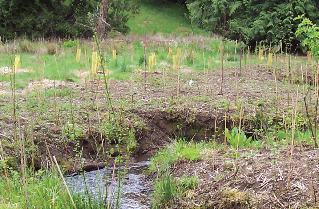 Ask the Experts: Perspectives on the primary drivers of stream restoration, design approaches and techniques, and restoration potential. 2017.  Watershed Science Bulletin