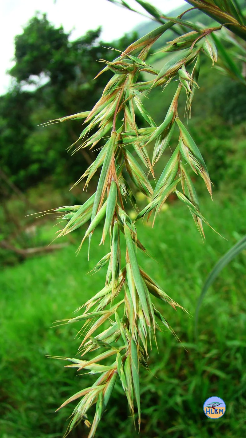 Cymbopogon Validus (Cymbopogon Nardus) or Giant Turpentine Grass