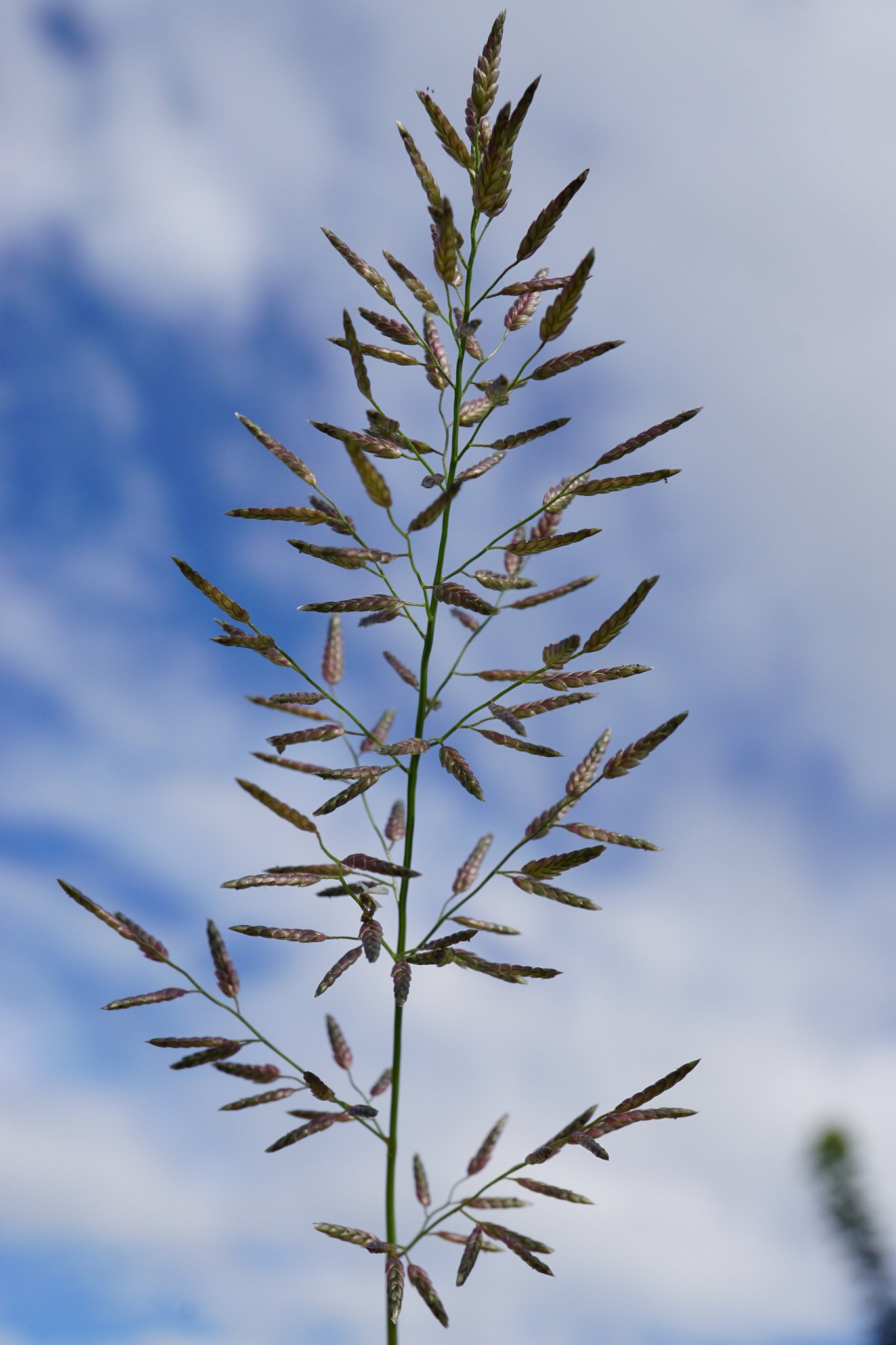 Eragrostis Plana or Fan Love Grass
