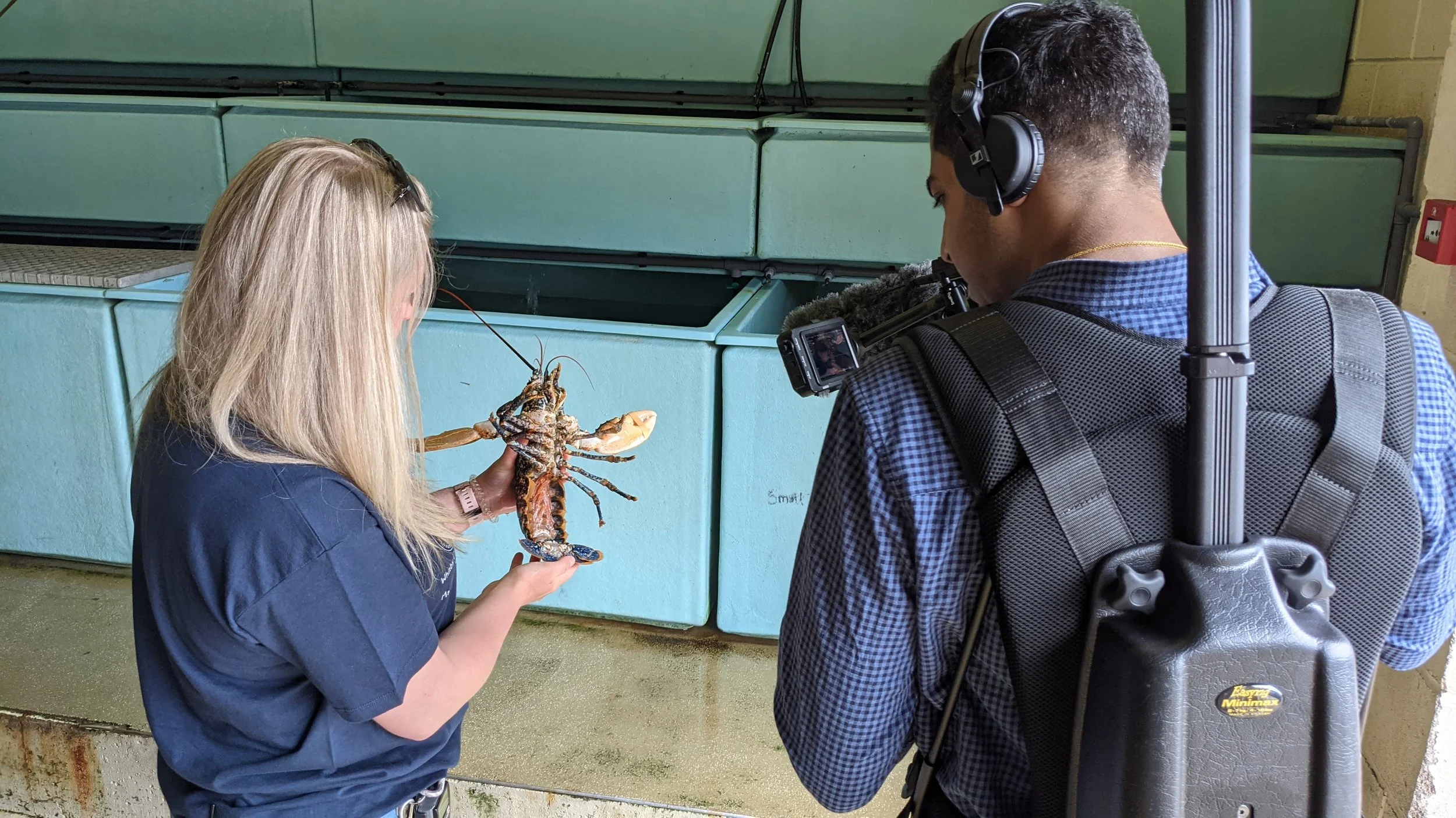 Whitby Lobster Hatchery 6 Facts About Lobsters You Didn’t Know — Caddyboo