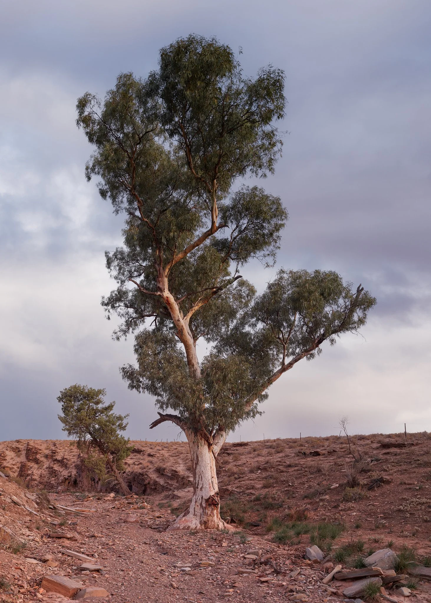 Rivergums-FlindersRanges-DJI-20250422-03.jpg