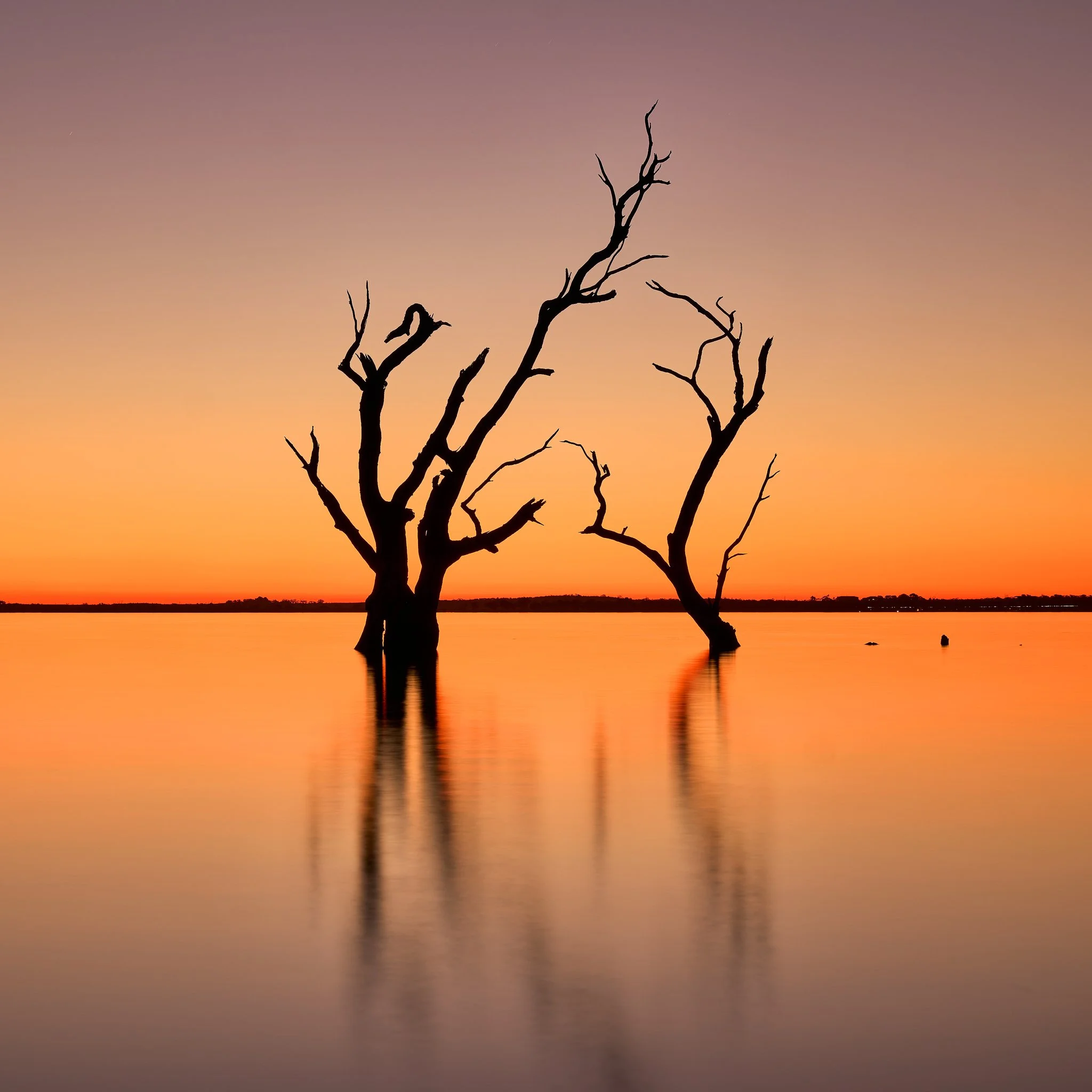 LakeBonneyTrees-SL3-20250423-05.jpg