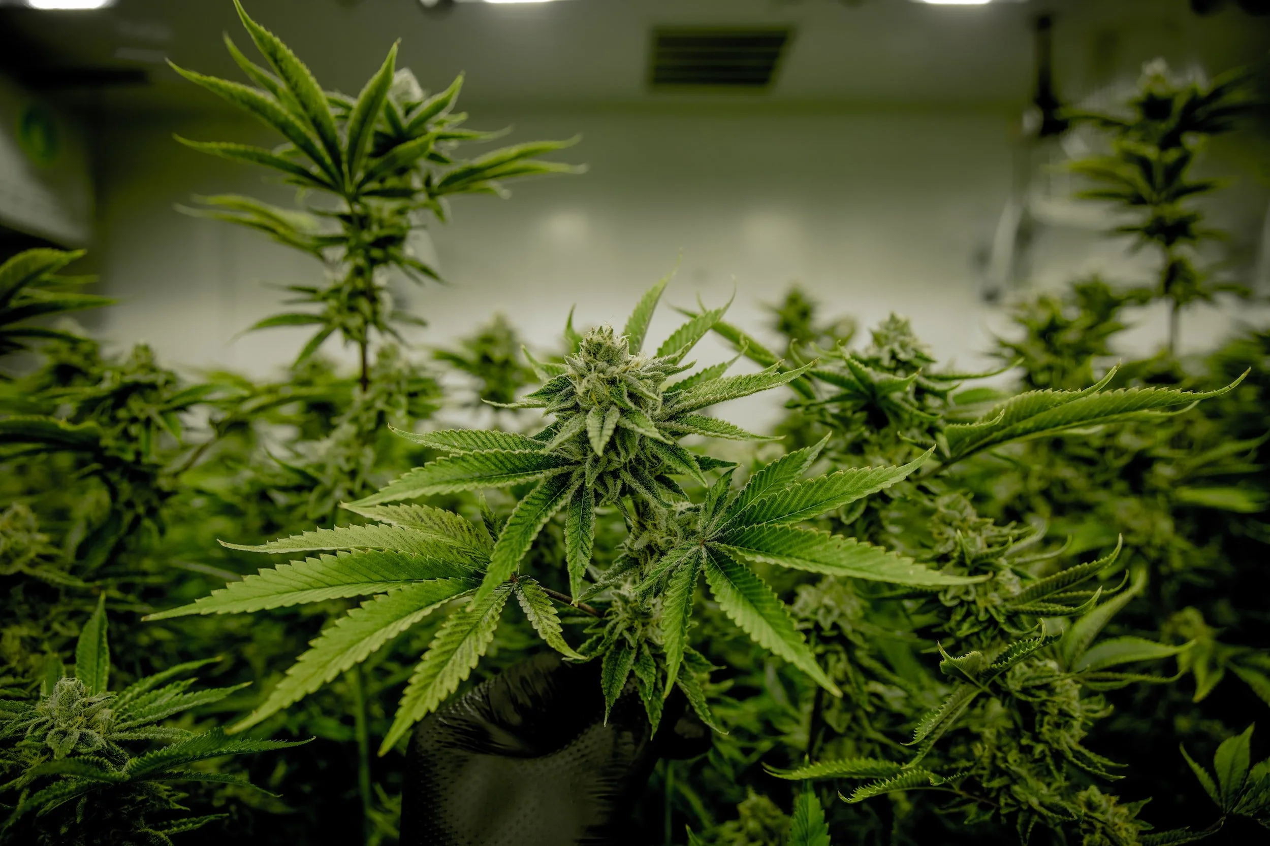  President Biden issued an announcement that he will pardon those convicted of “simple use and possession” of marijuana 