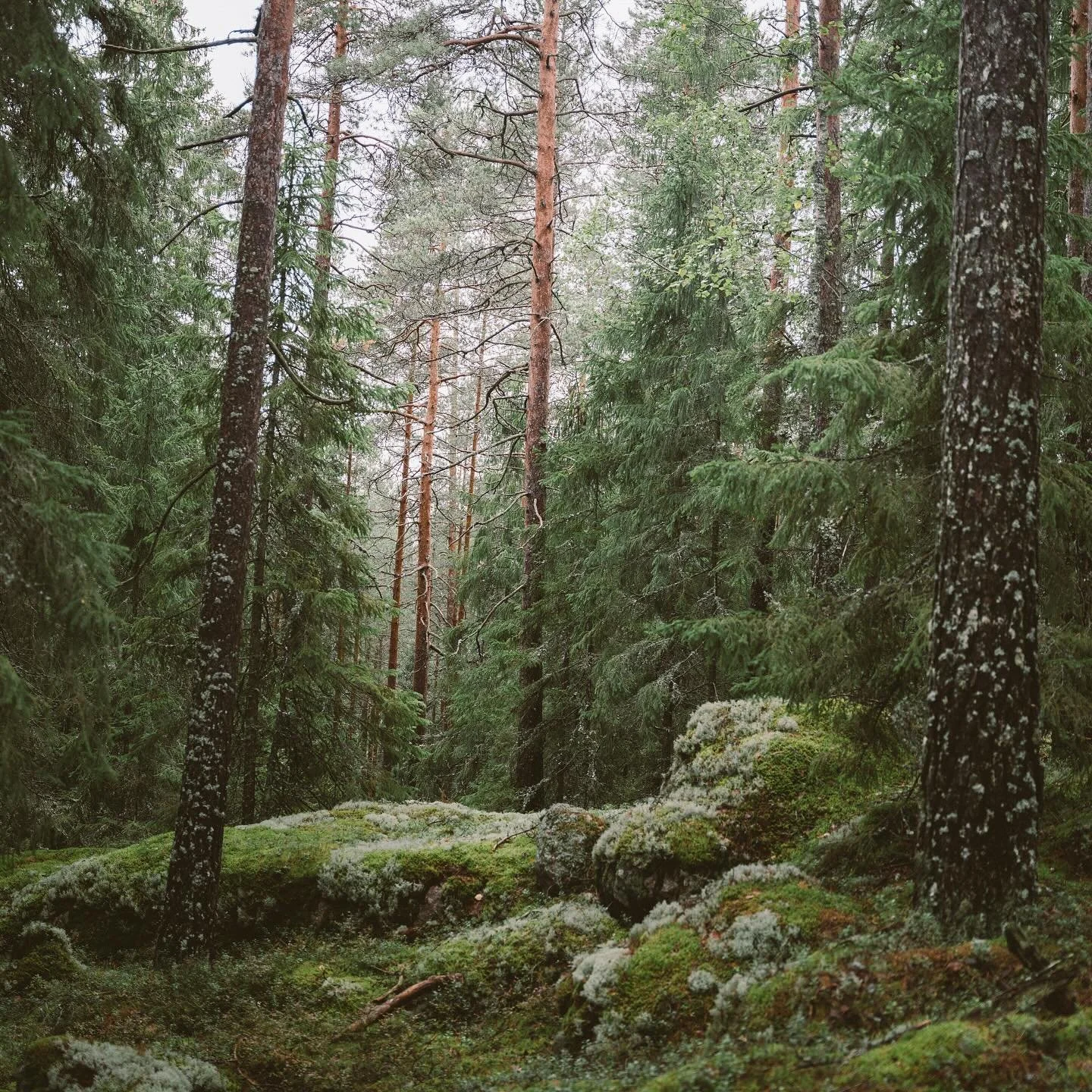The land of the purest forests in the world&hellip;

Using powerful restorative ingredients from the Finnish forest, Forest Spa Finland create skincare wellness products to help build immunity to stress, renew wellness and boost vitality.

Inspired b