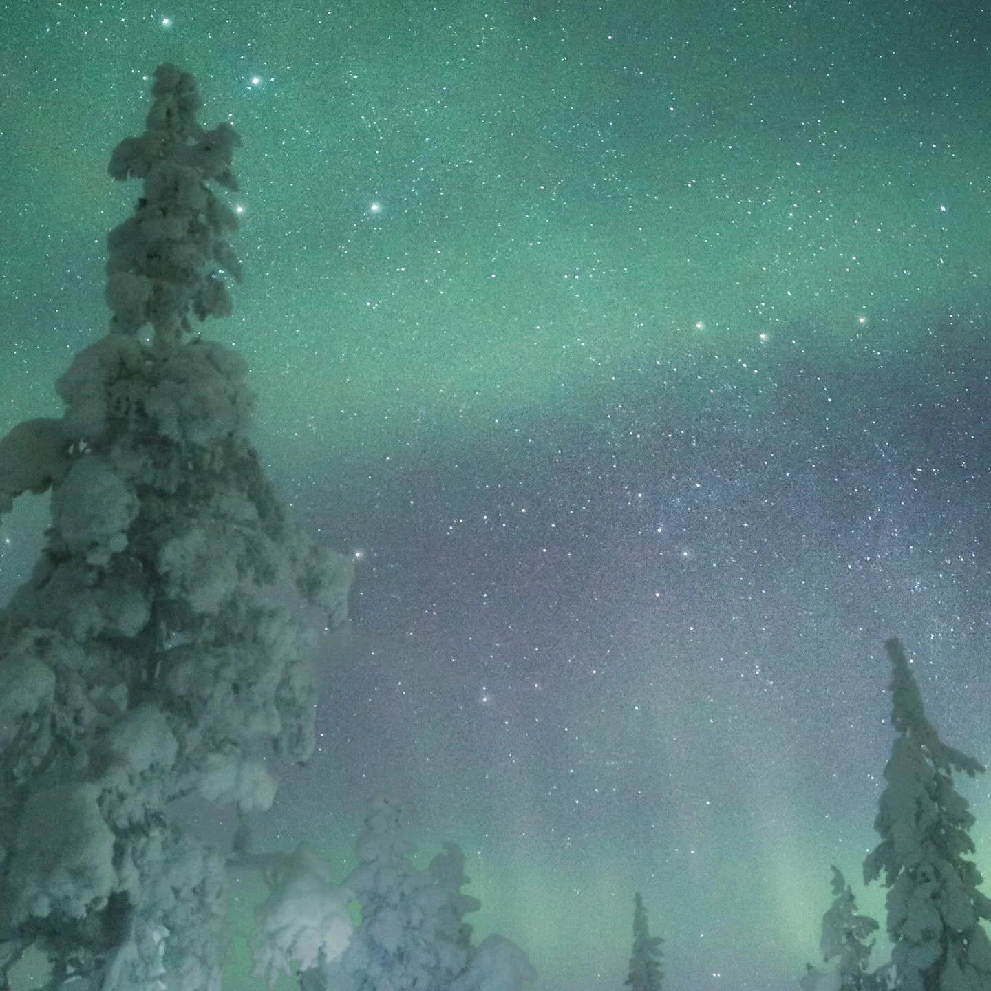 Sisu is at the heart of Finnish wellbeing, it&rsquo;s a calm determination to endure and evolve, just like the adaptogens that power @forest_spa_finland formulations. The winter months are when to draw on that strength most, it encourages a mindful r