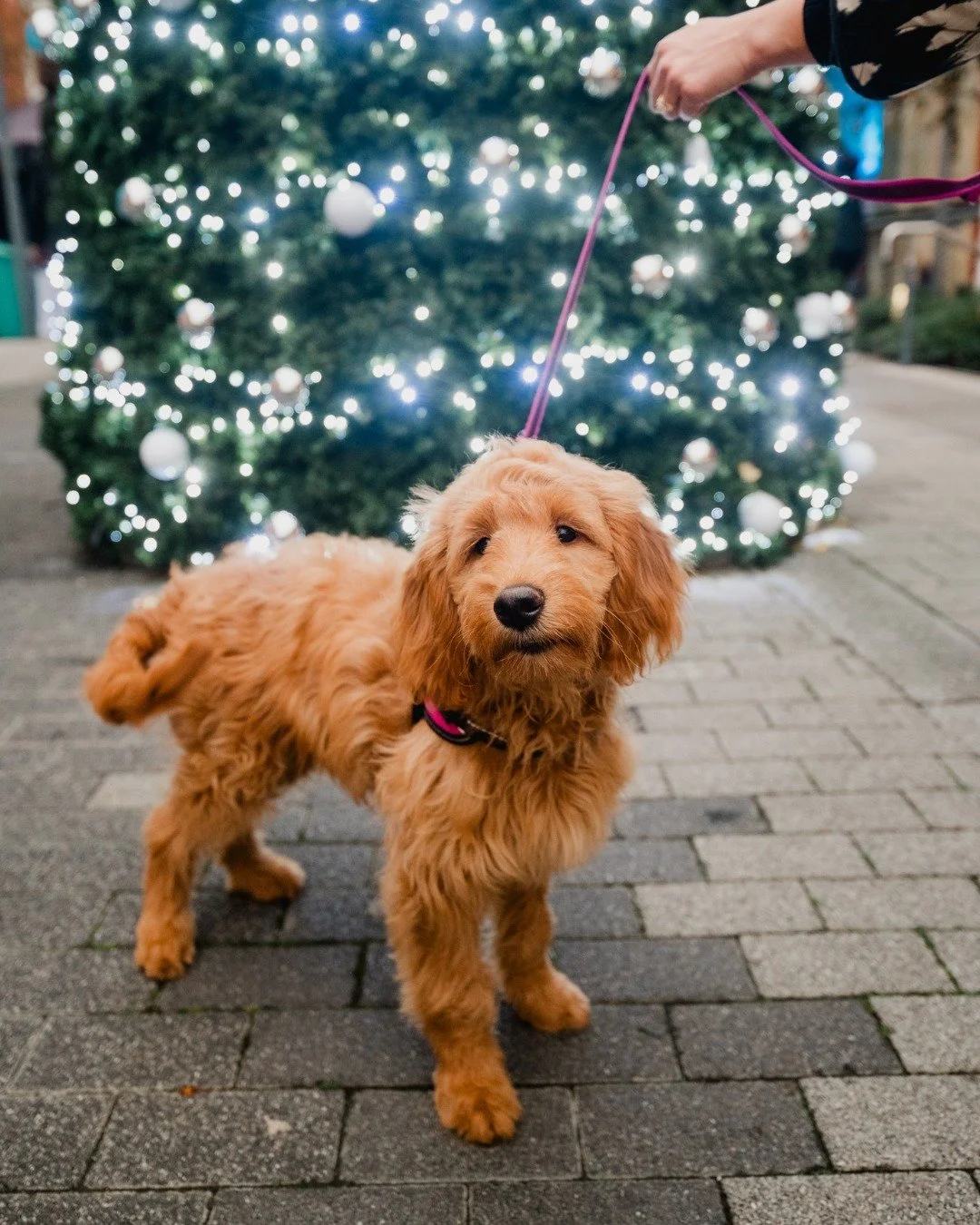Merry Christmas and a Happy New Year from all of us at Islington Square! 🎄✨

Wishing you a joyful festive season and a wonderful start to 2026. 

#Islington #islingtonsquare #londonchristmas #Christmas #merrychristmas