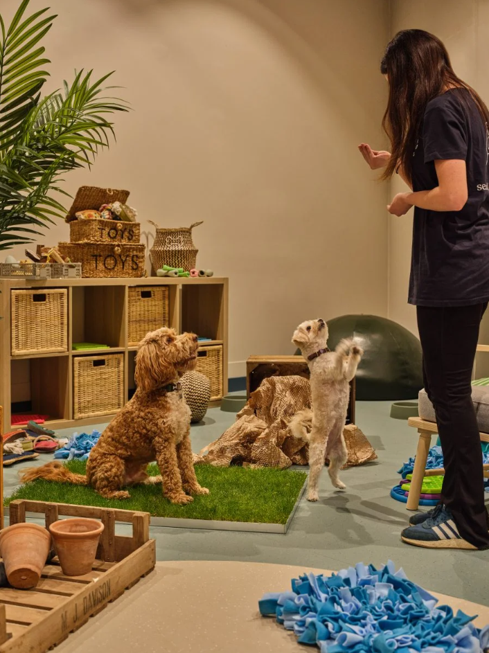 WagWorks Islington Puppy Class