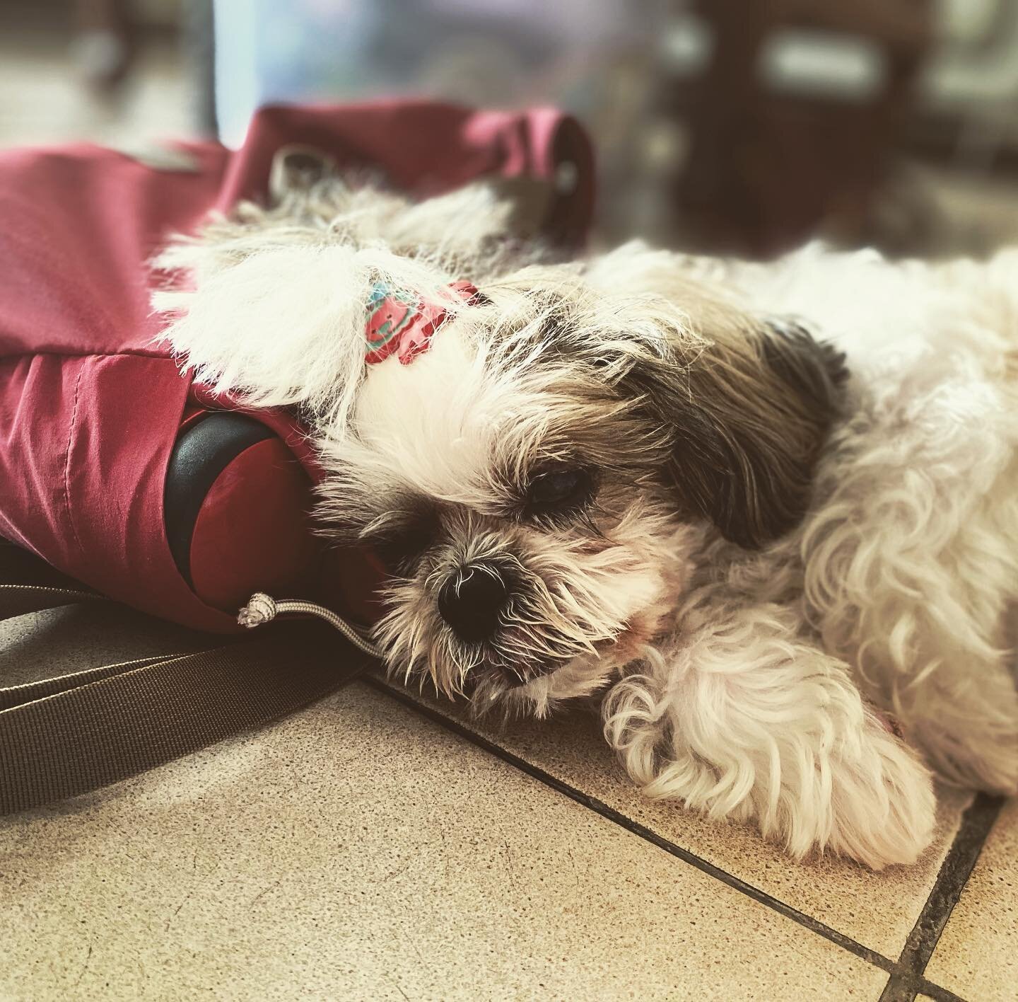 Daisy, a lovely 14 year old Shih Tzu, walked over to our therapist&rsquo;s bag once her first massage session with us was completed and went on to snooze happily on it. 

Our therapist admits the bag must be smelly now that so many dogs have licked ?