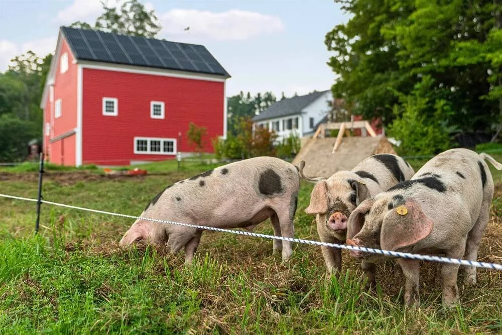 1830 Greek Revival house Shrewsbury Vermont - 5 - animals.jpg