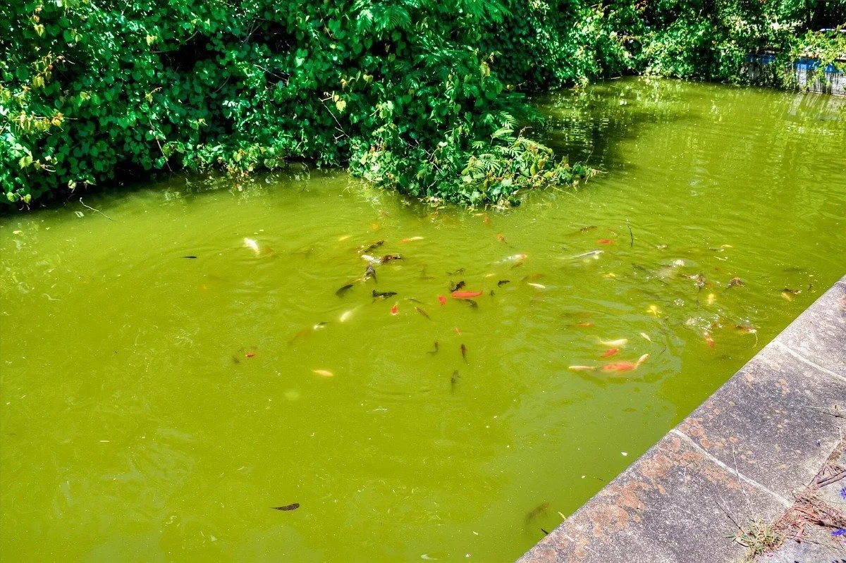 1900 Colonial Revival house Aiken South Carolina - 49 - koi pond.webp