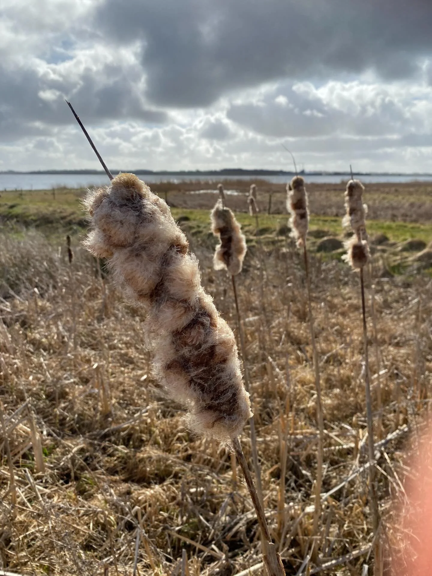 Materialeindsamling fra solrige og snefrie dage, bliver til vinterferiesysler og fluffy eksperimenter med ler inde i varmen, sammen med @havntos.