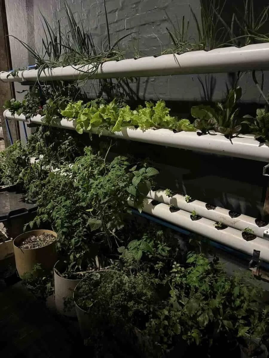 Stir-Crazy-Cooking-Culinary-Theatre-tour-fresh-herbs