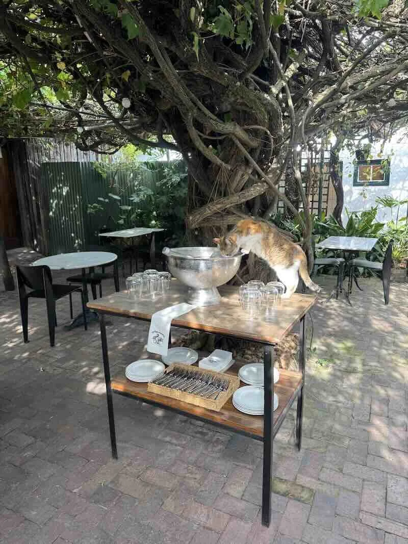 Spek-Bone-Stellenbosch-cat-Max