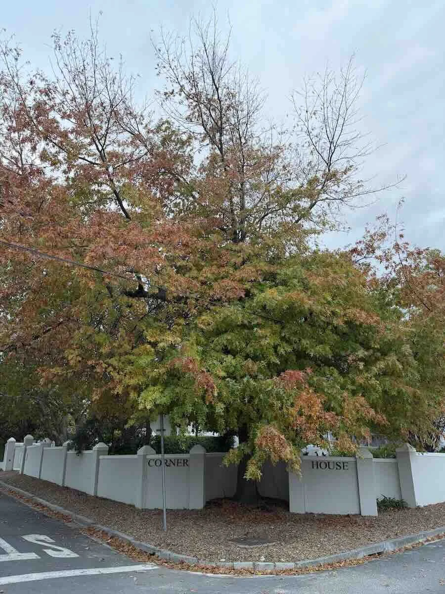 Corner House Residence - Franschhoek - autumn tree