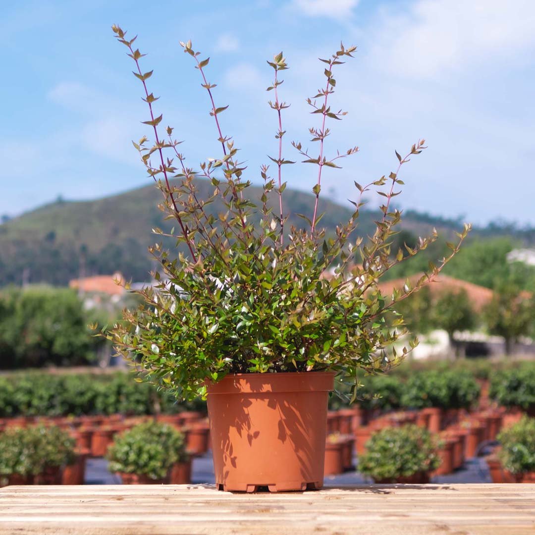 vipov_Abelia Grandiflora .jpg