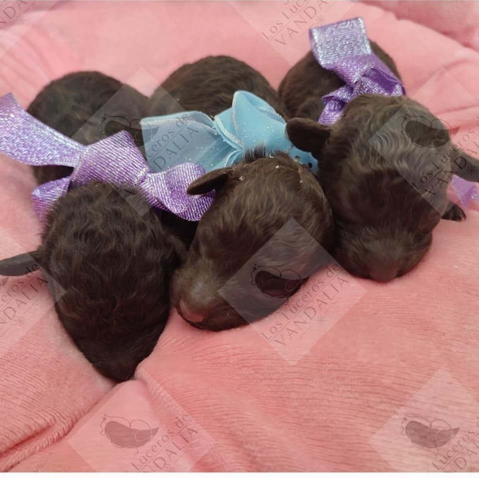 Aqu&iacute; os traigo la camada de chocolate que os habl&eacute; 😍 Enamorada me tienen estos beb&eacute;s tan preciosos y tiernos!!! 
🐾❤️FELIZ SEMANA SANTA OS DESEA NUESTRA GRAN FAMILIA DE LOS LUCEROS DE VANDALIA💙🐾
#caniches #canichestyle #canich