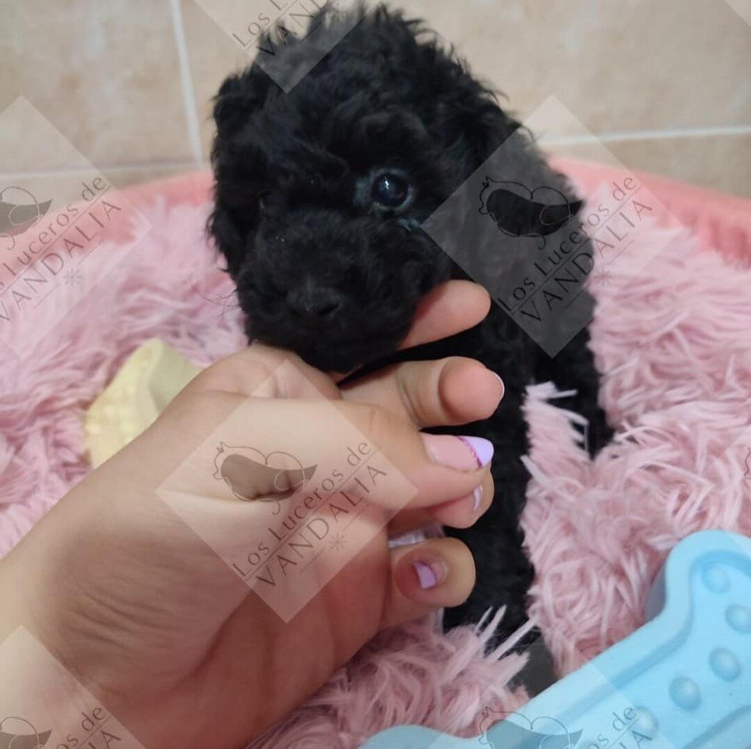 Este caniche toy negro me tiene enamorada... Esa cara, ese pelo, su car&aacute;cter... Es todo un bomb&oacute;n y un amor!!! S&oacute;lo deseo y espero que cuando encuentre su nueva familia lo ame tanto como yo🙏🐾🖤❤️
#poodle #poodletoy #poodletoys?