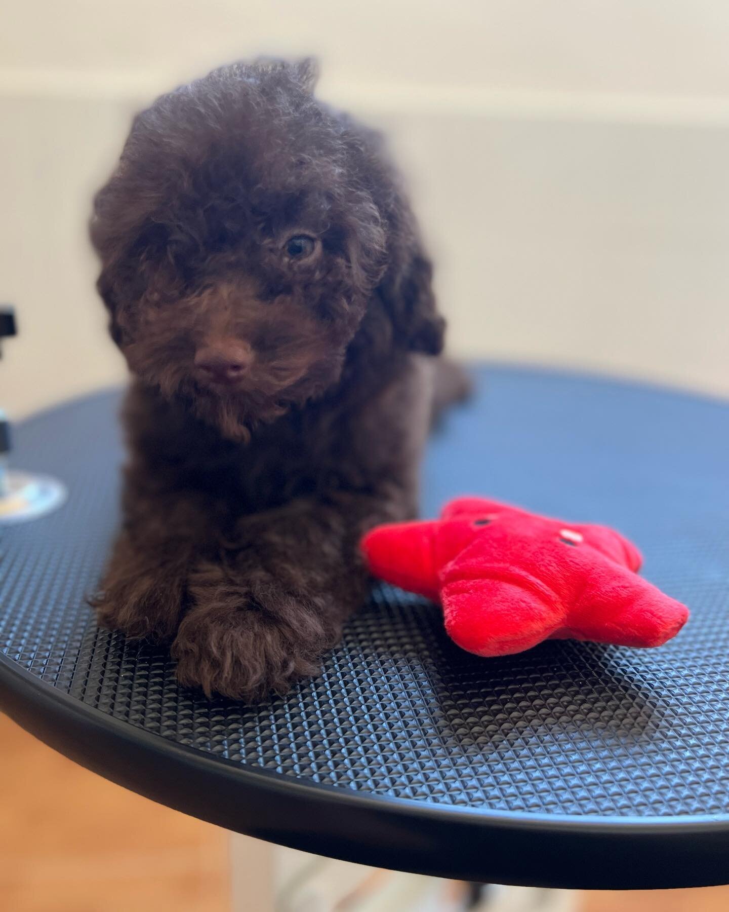 ➡️CANICHE TOY CHOCOLATE⬅️ 🤎Este bomb&oacute;n a&uacute;n sigue buscando su familia ideal que lo quieran y mimen tanto como se merece!! #canichetoy #canichetoychocolate #poodle #poodletoy #poodlelove #poodles #poodlesofinstagram #poodle🐩 #poodlechoc