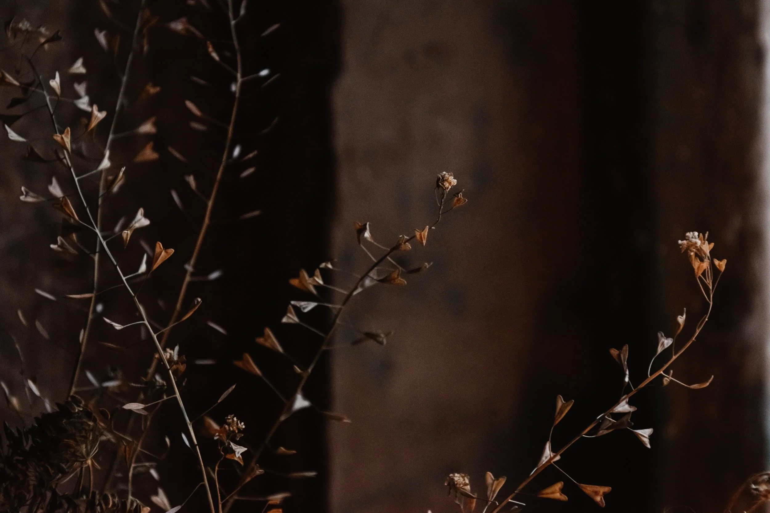 Shepherds Purse