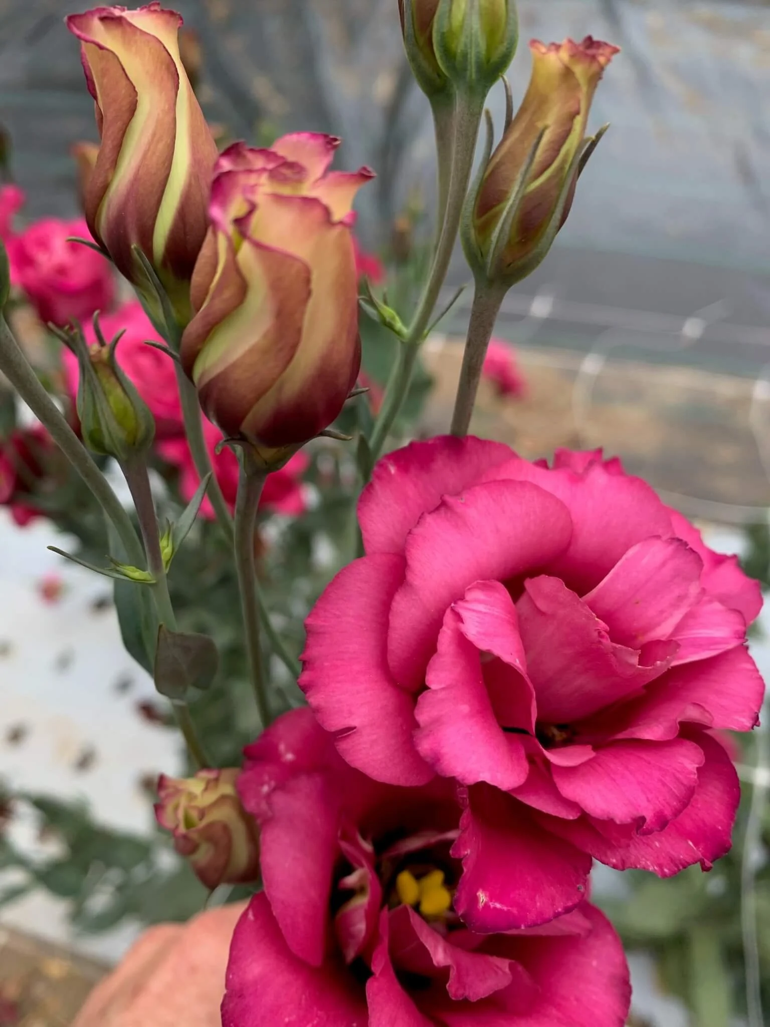 IMG_0007.jpeg