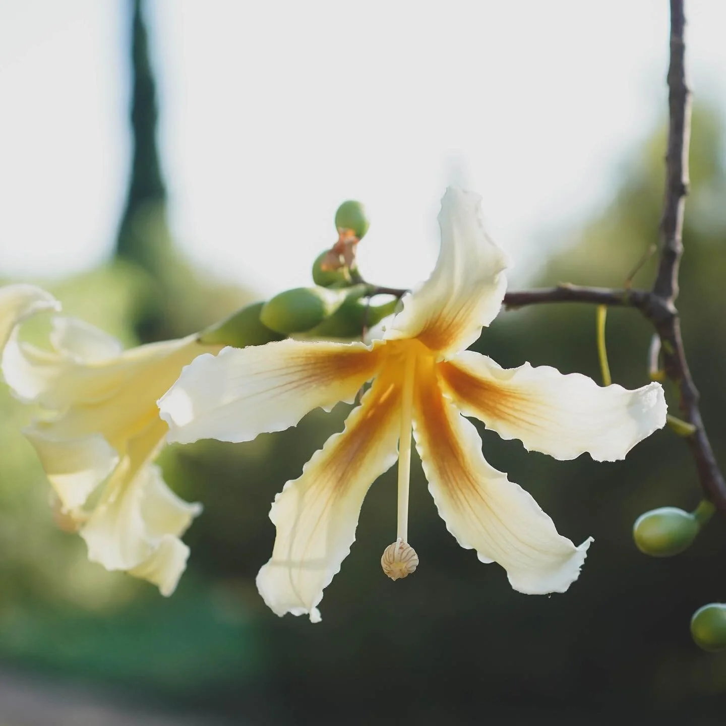 Water your practice as if it was a plant. 

Just as a plant requires water, sunlight, and care to thrive and bloom, your practice also requires attention and nourishment to reach its fullest potential.