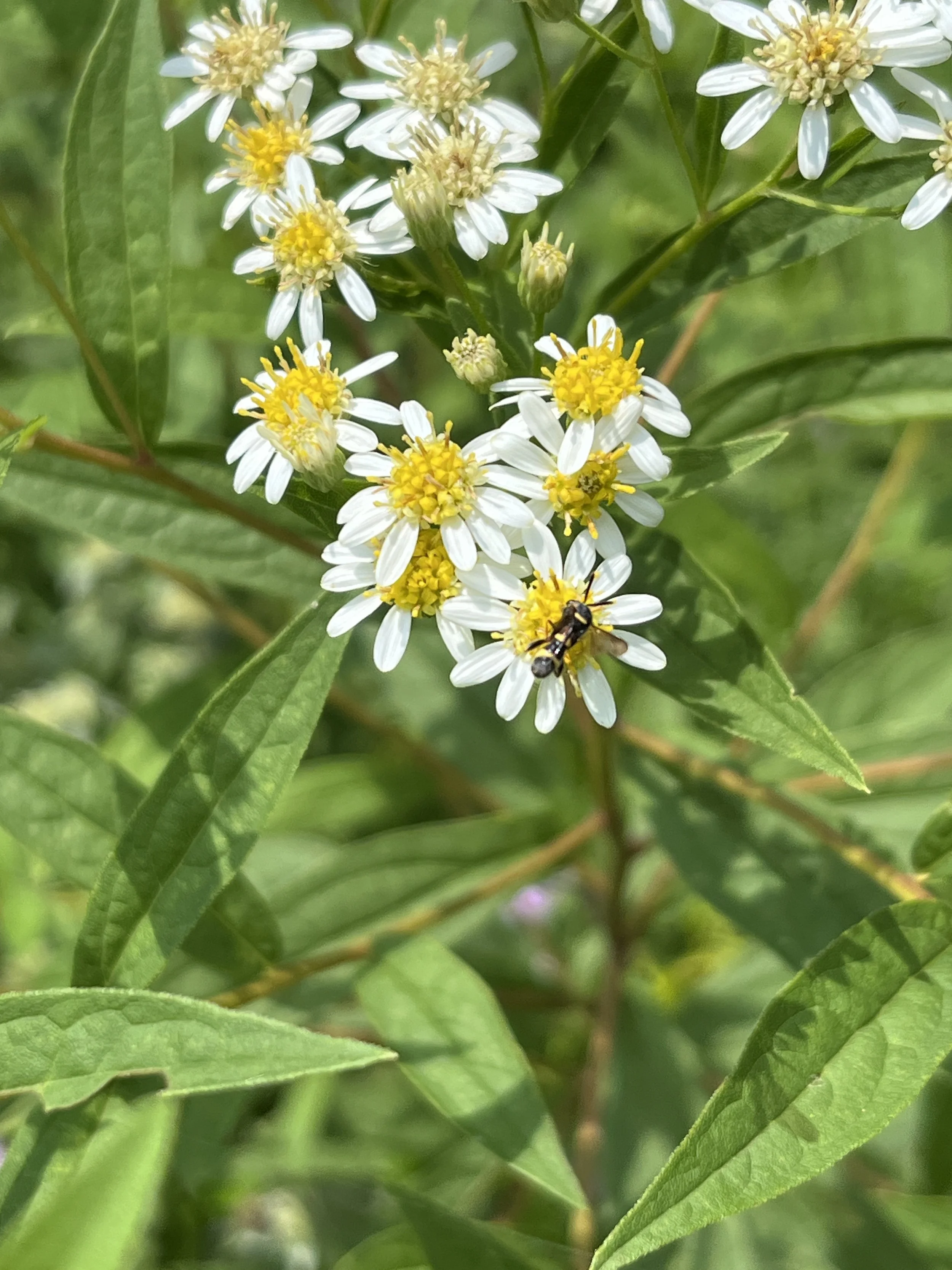 Doellingeria umbellata