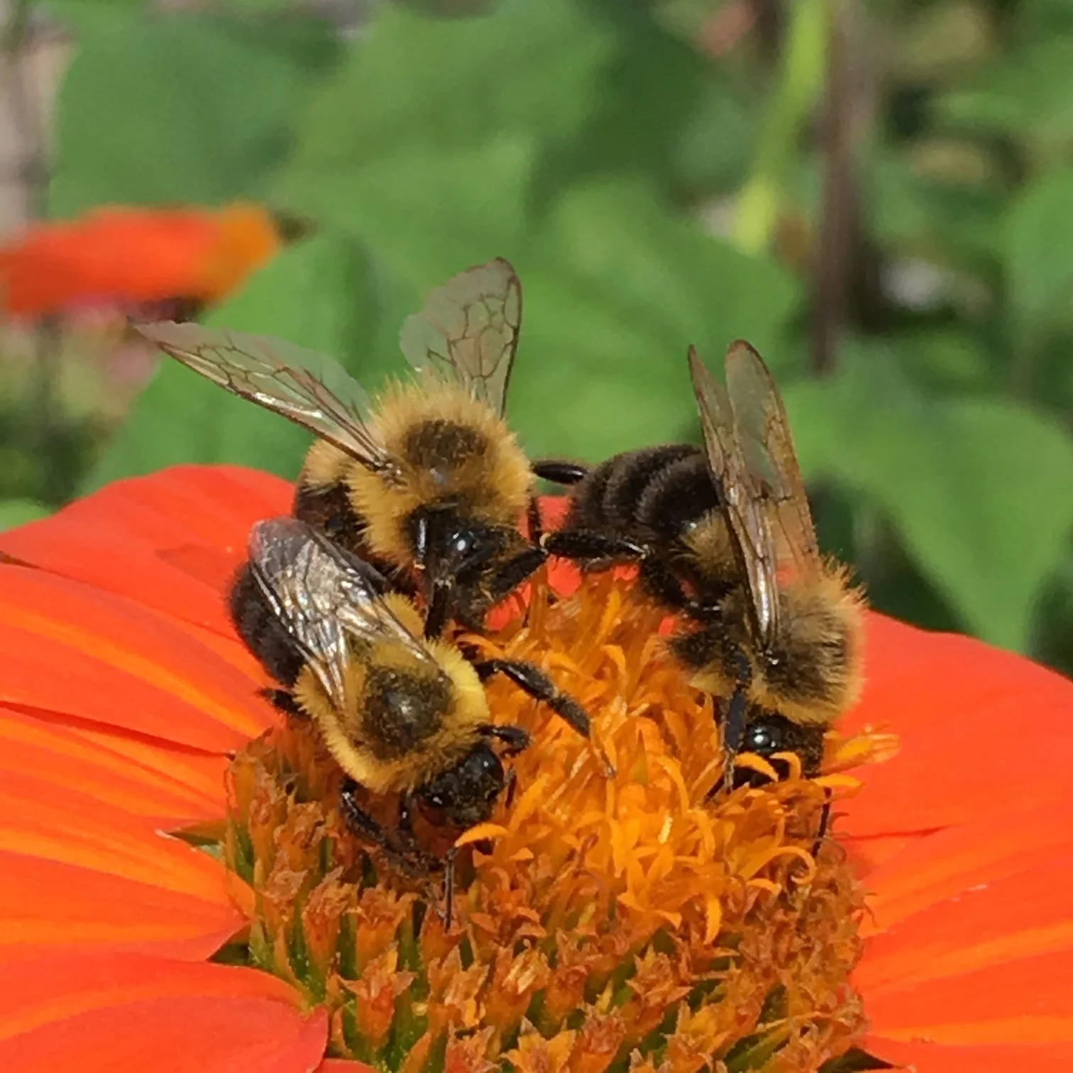 tithonia bee3.JPG